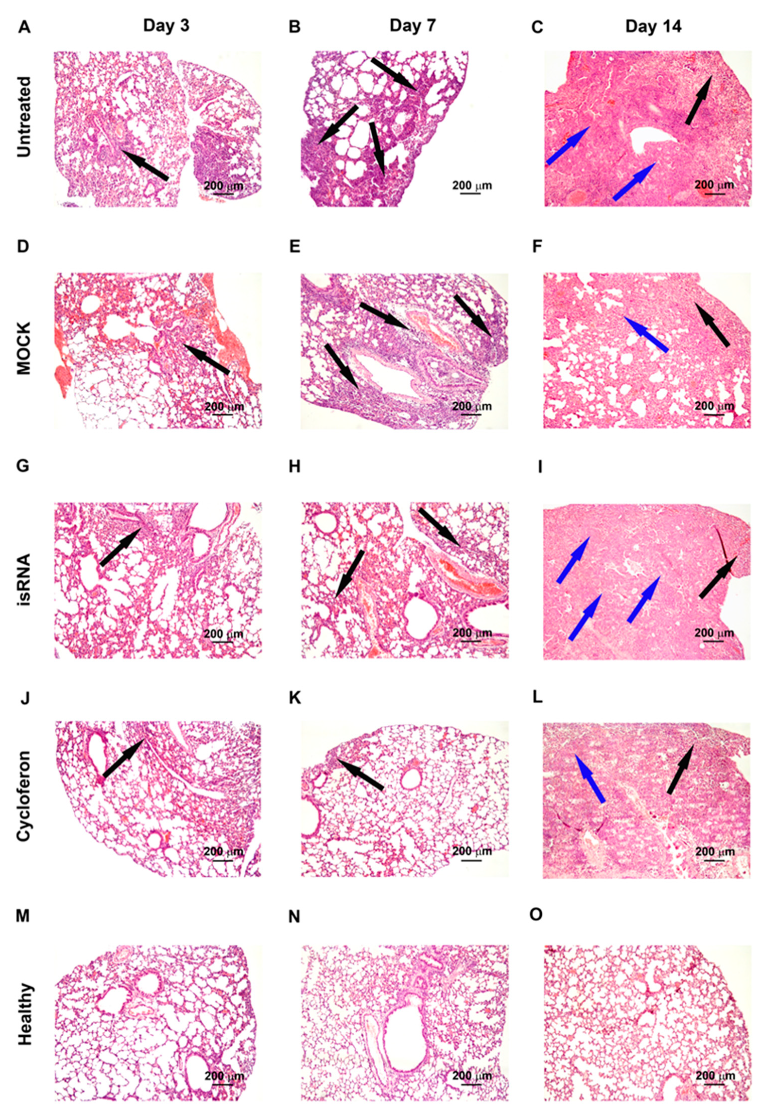 Pharmaceutics 12 00875 g005