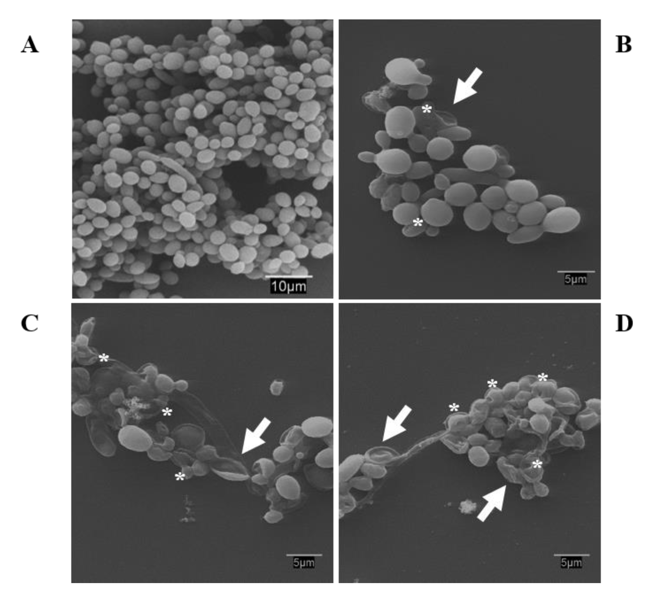 Pharmaceutics 12 00918 g003 Pharmaceutics 12 00918 g003