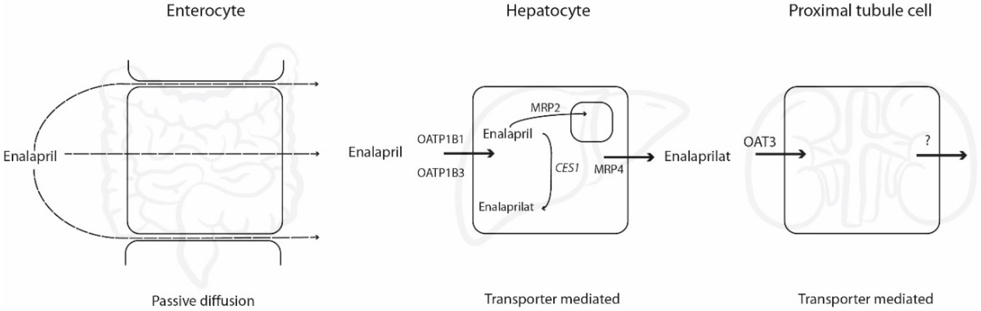 Pharmaceutics 12 00935 g001 Pharmaceutics 12 00935 g001