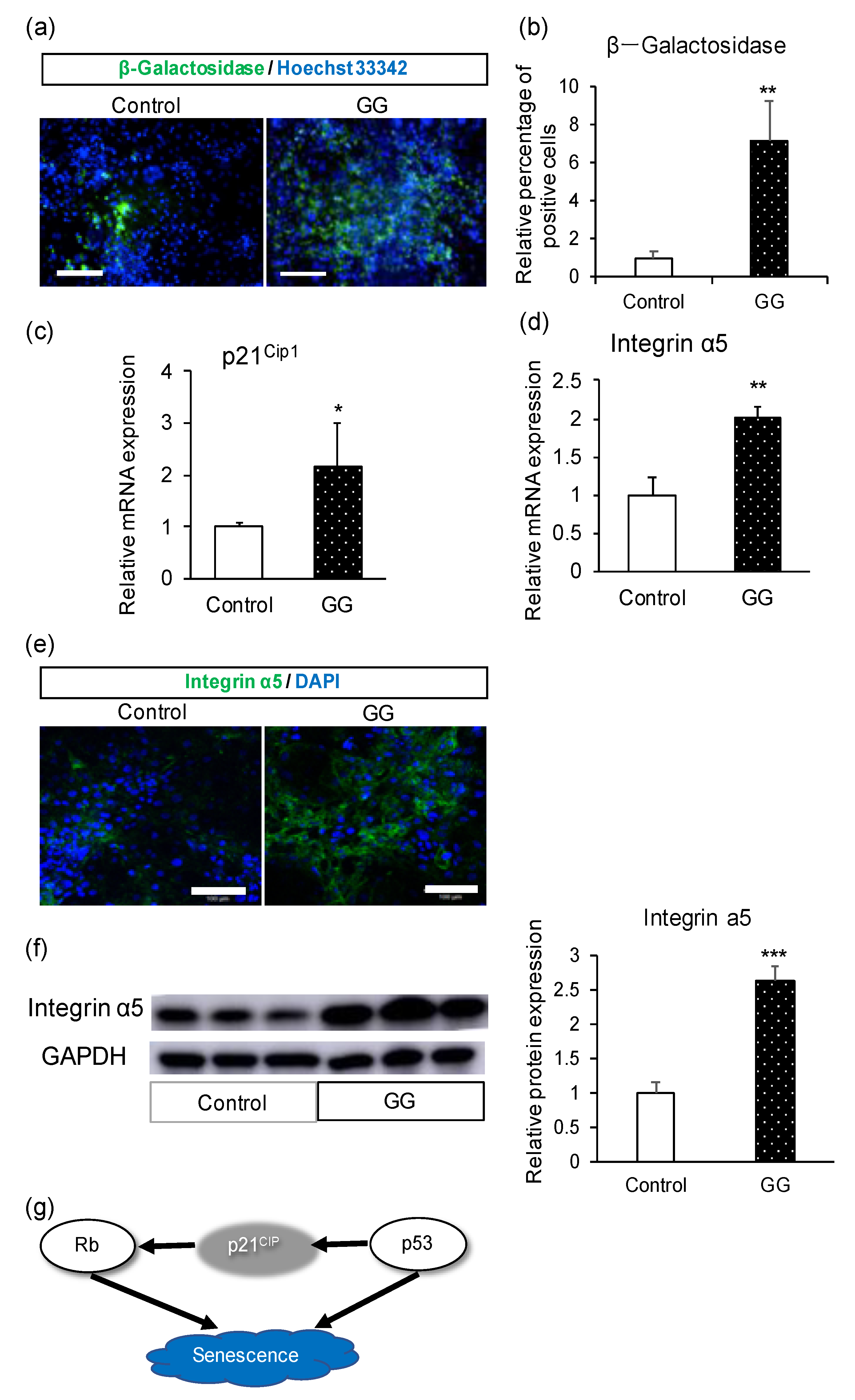 Pharmaceutics 12 00951 g004 Pharmaceutics 12 00951 g004