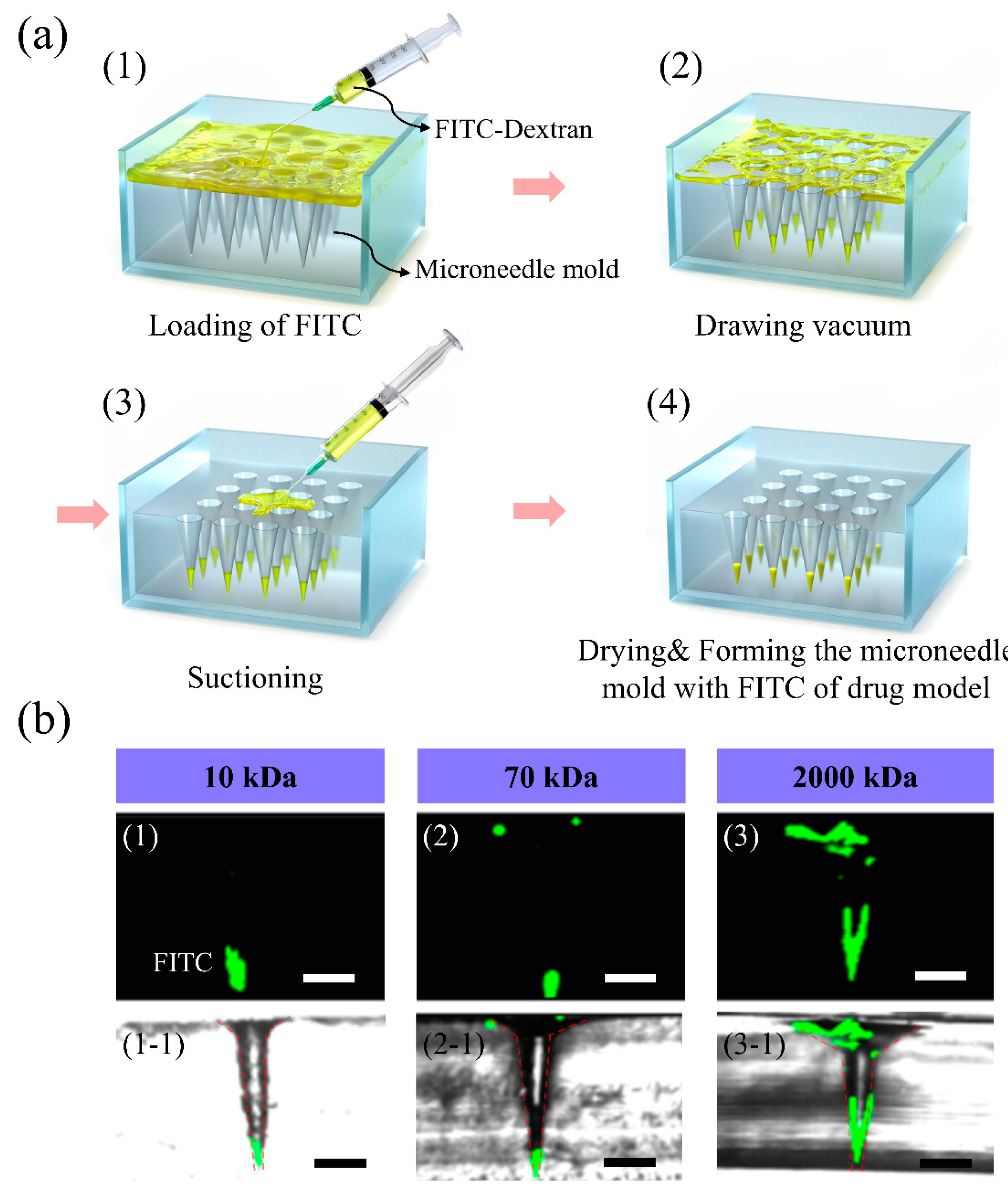 Pharmaceutics 12 00954 g002