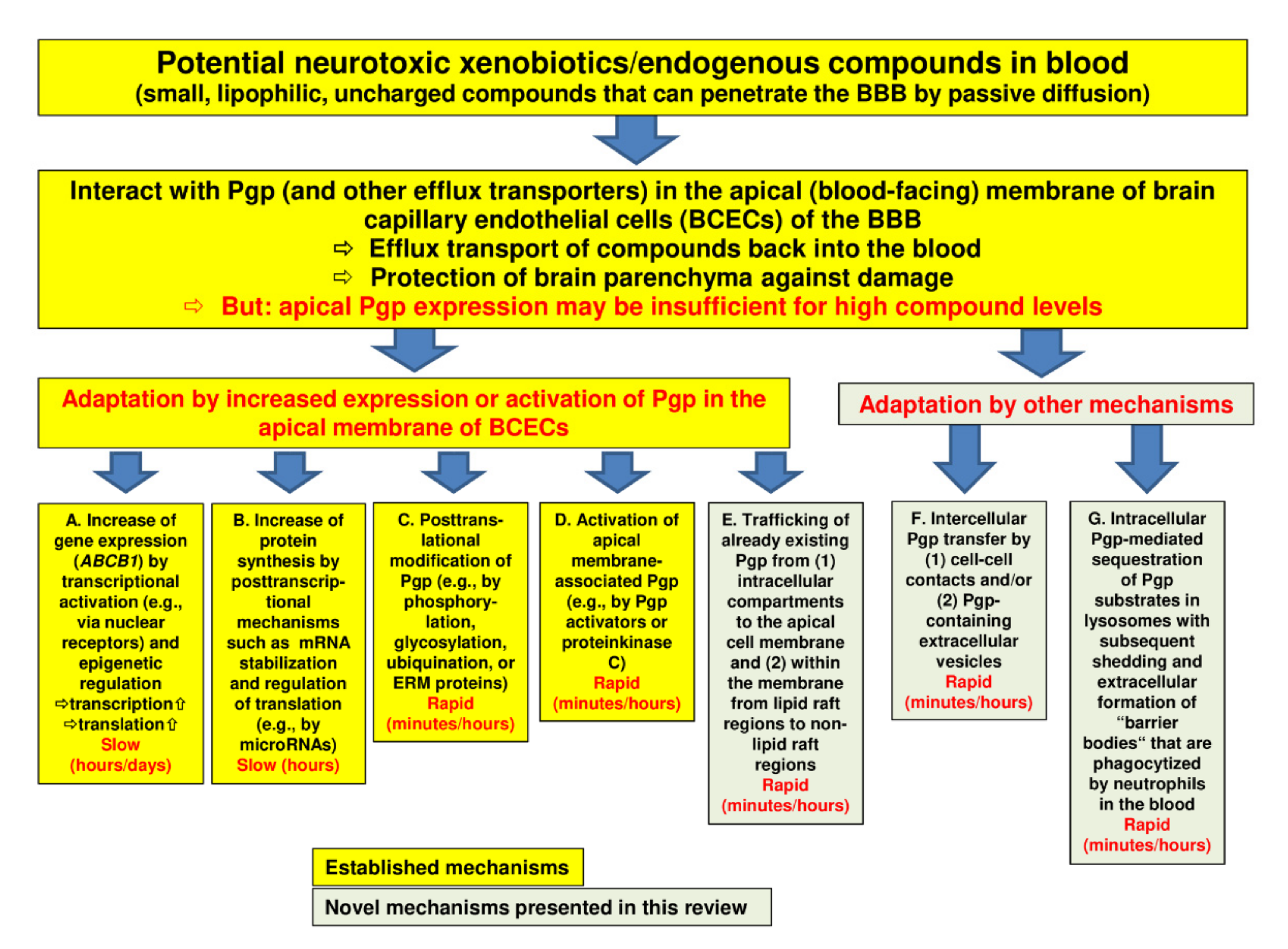 Pharmaceutics Free Full Text Novel Intrinsic Mechanisms Of Active Drug Extrusion At The Blood Brain Barrier Potential Targets For Enhancing Drug Delivery To The Brain Html