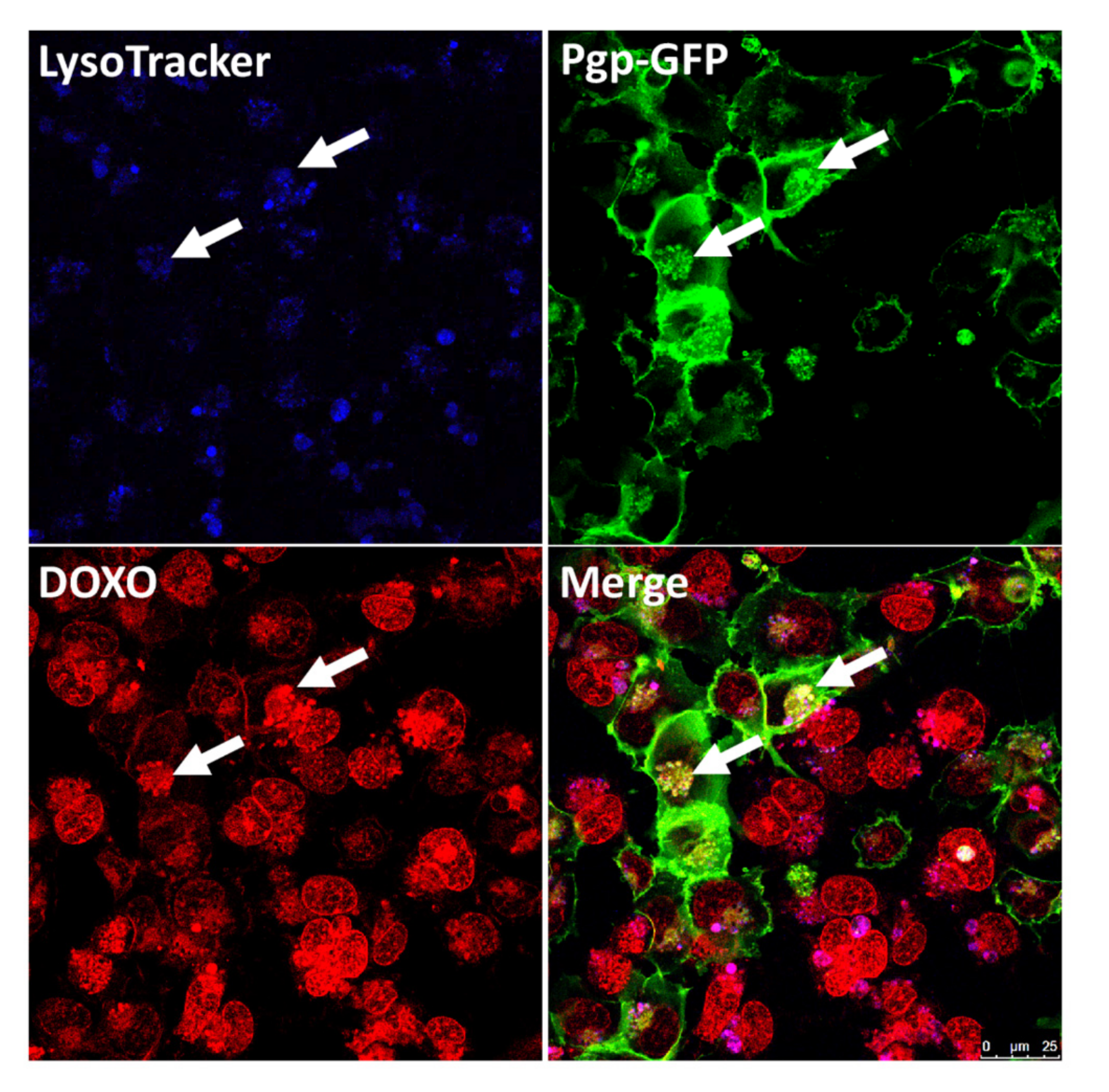 Pharmaceutics 12 00966 g005 Pharmaceutics 12 00966 g005