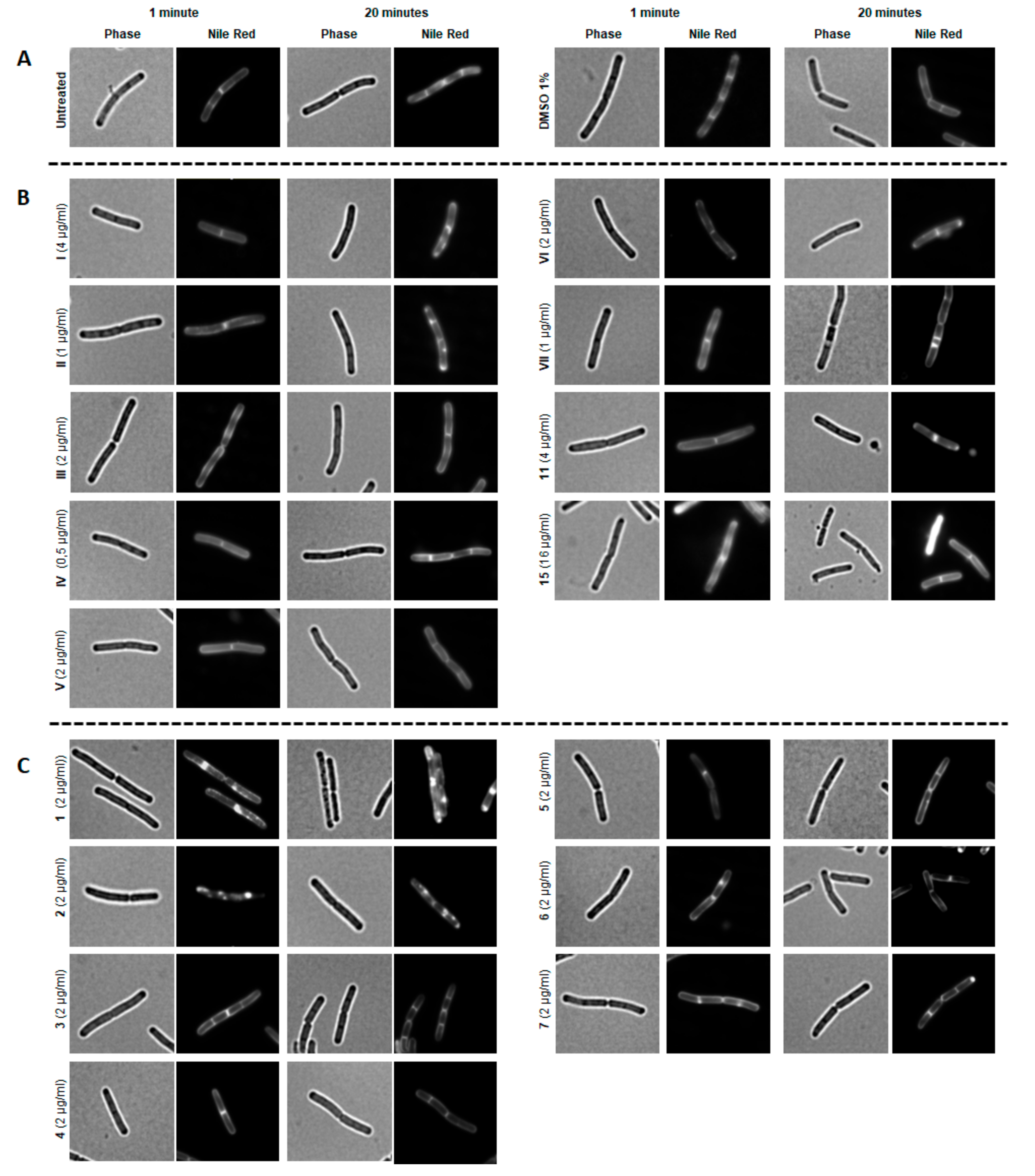 Pharmaceutics 12 00968 g008