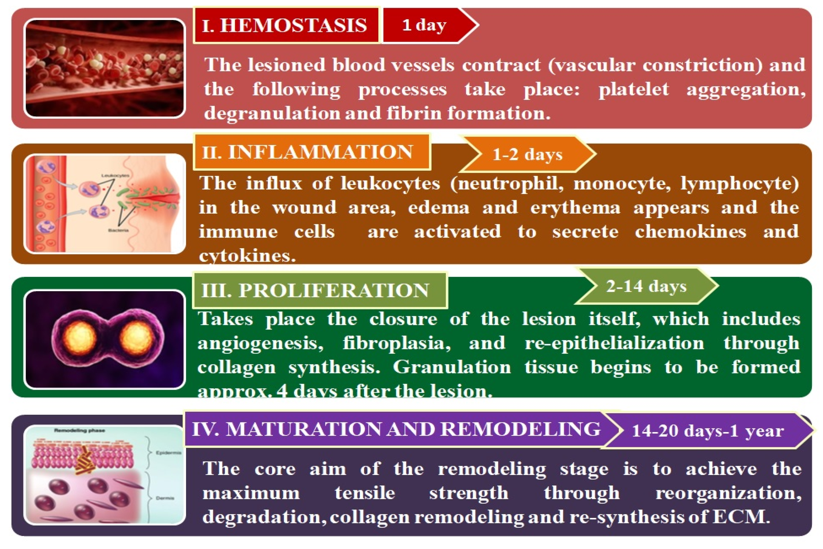 Pharmaceutics 12 00983 g001 Pharmaceutics 12 00983 g001