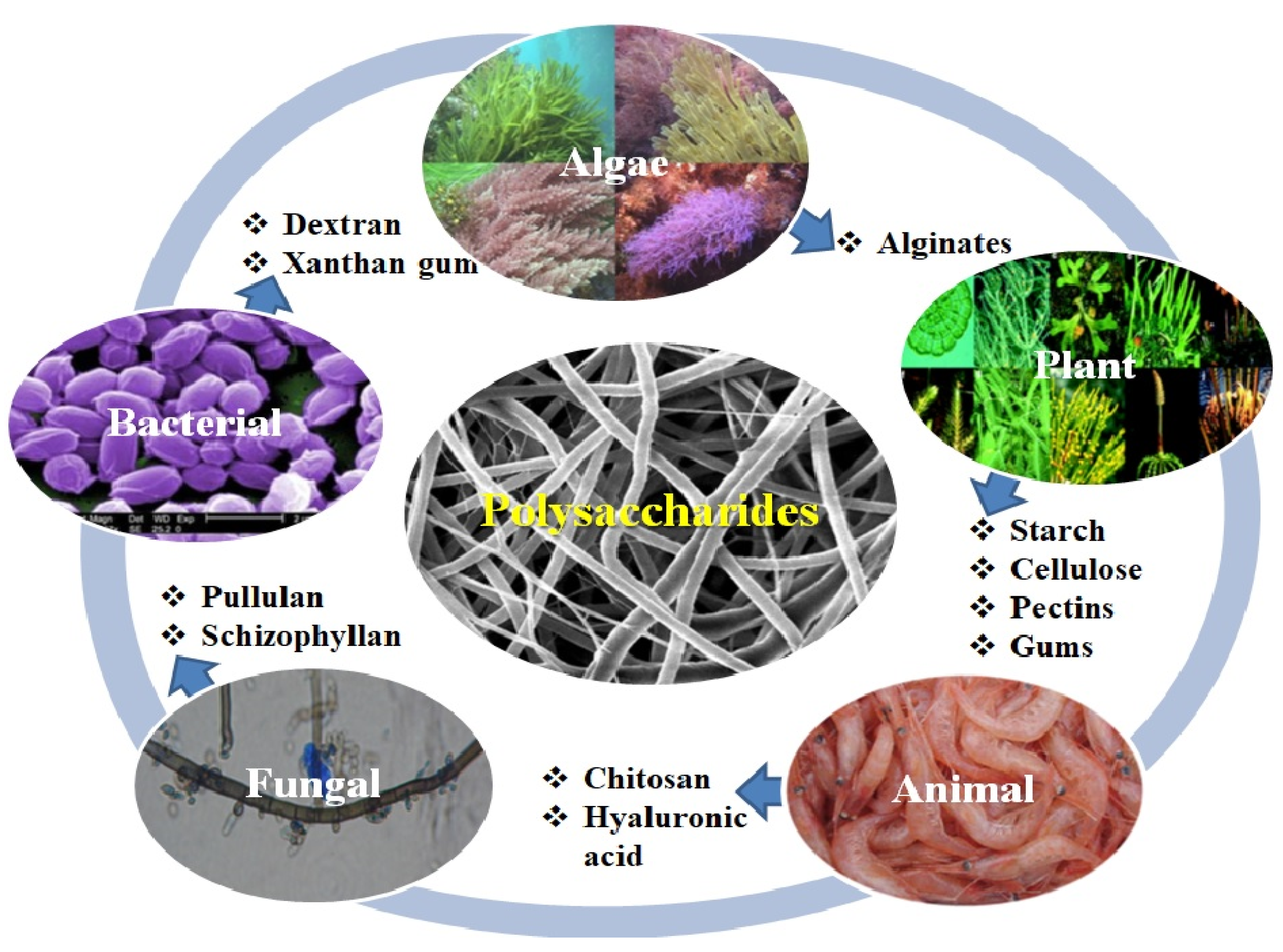 Pharmaceutics 12 00983 g005 Pharmaceutics 12 00983 g005