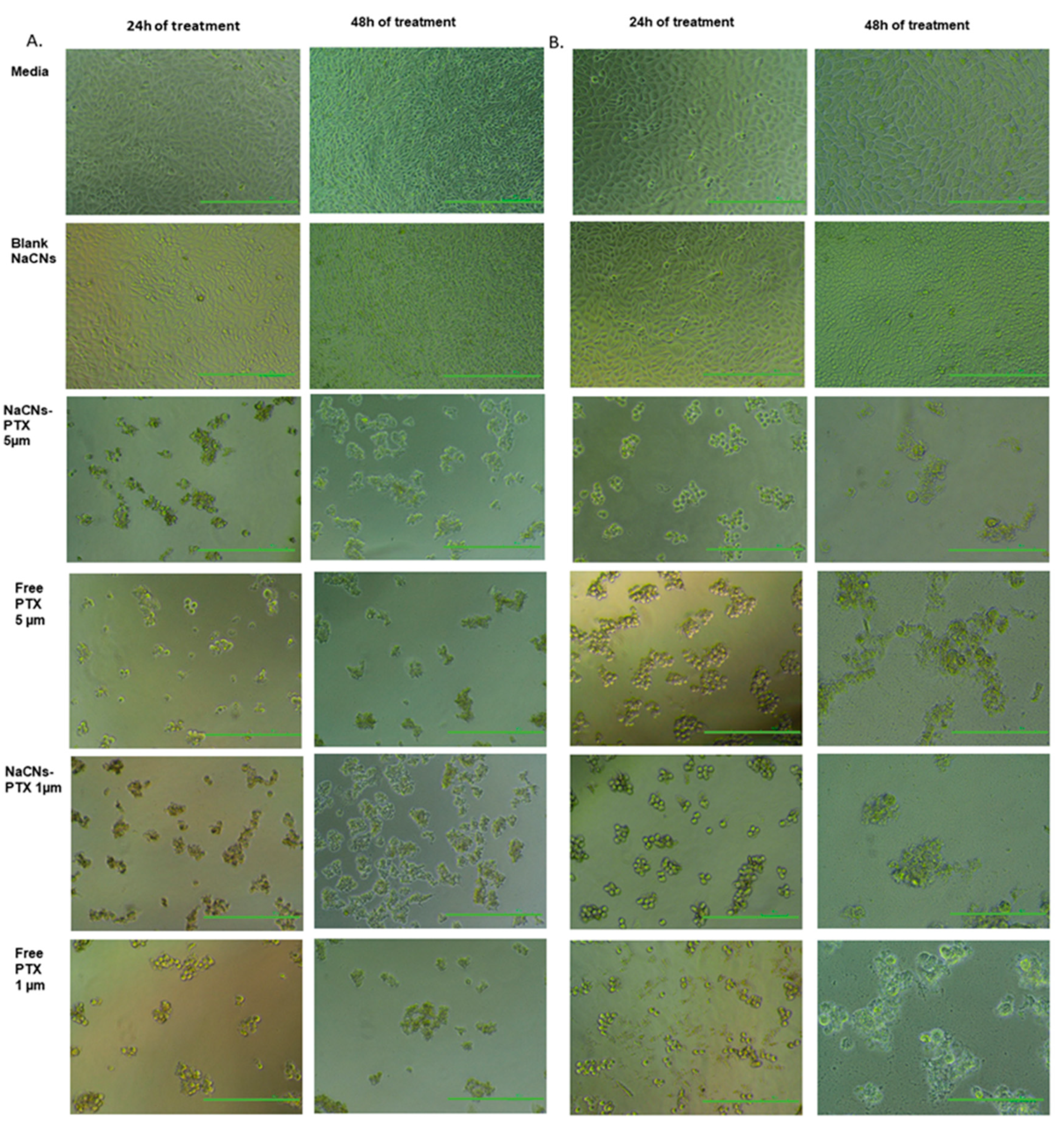 Pharmaceutics 12 00984 g014 Pharmaceutics 12 00984 g014