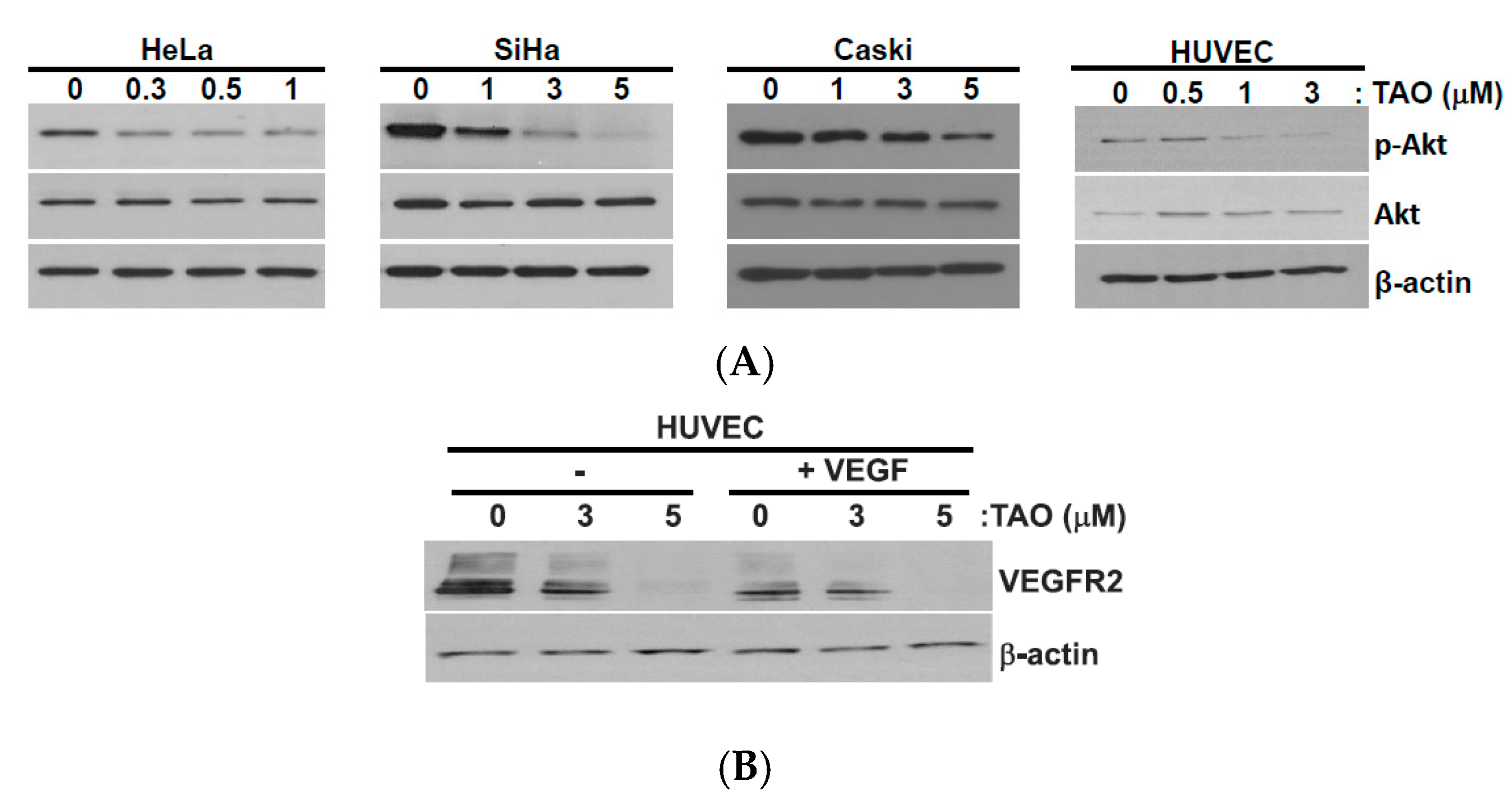 Pharmaceutics 12 00987 g003