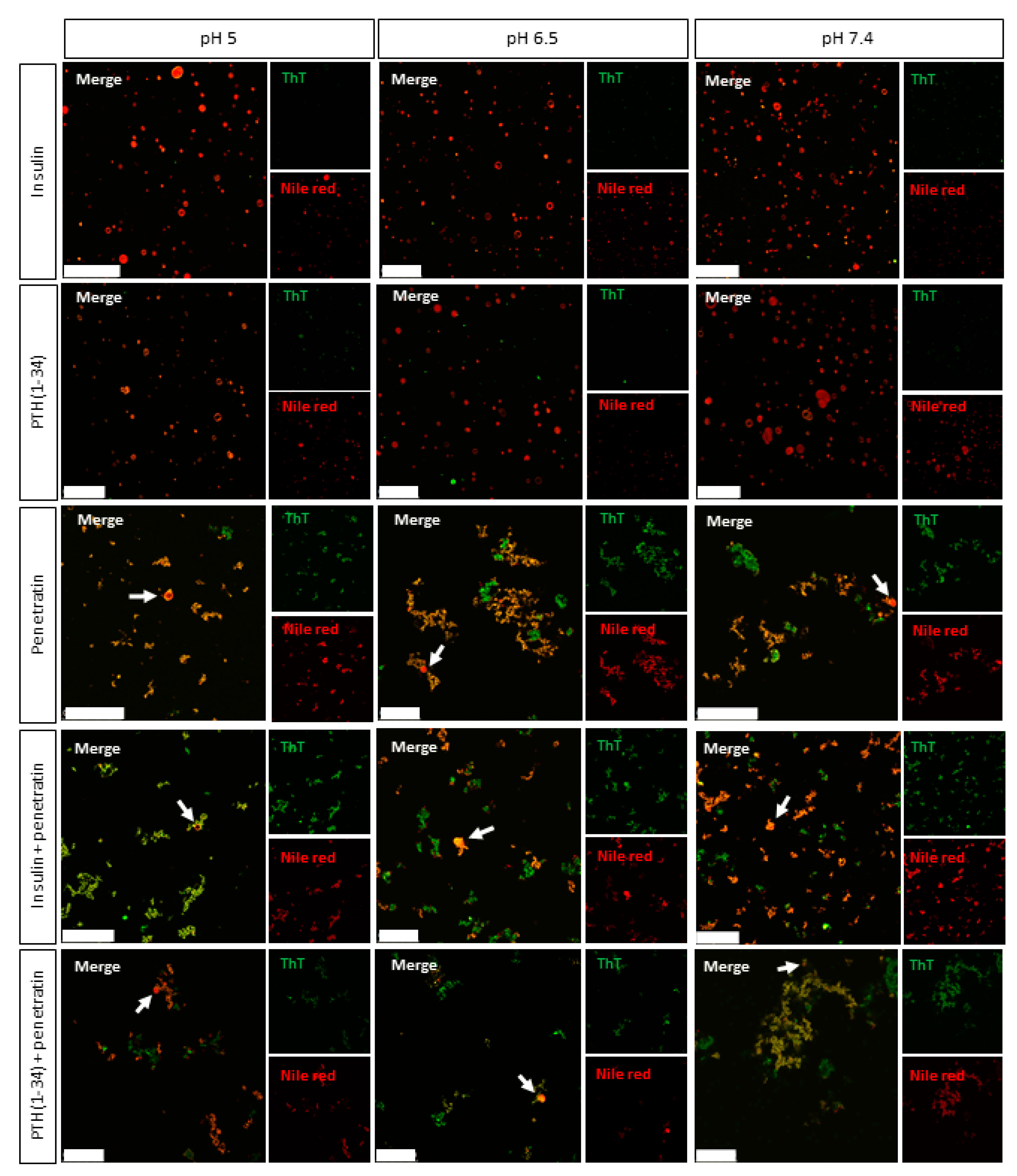 Pharmaceutics 12 00993 g004
