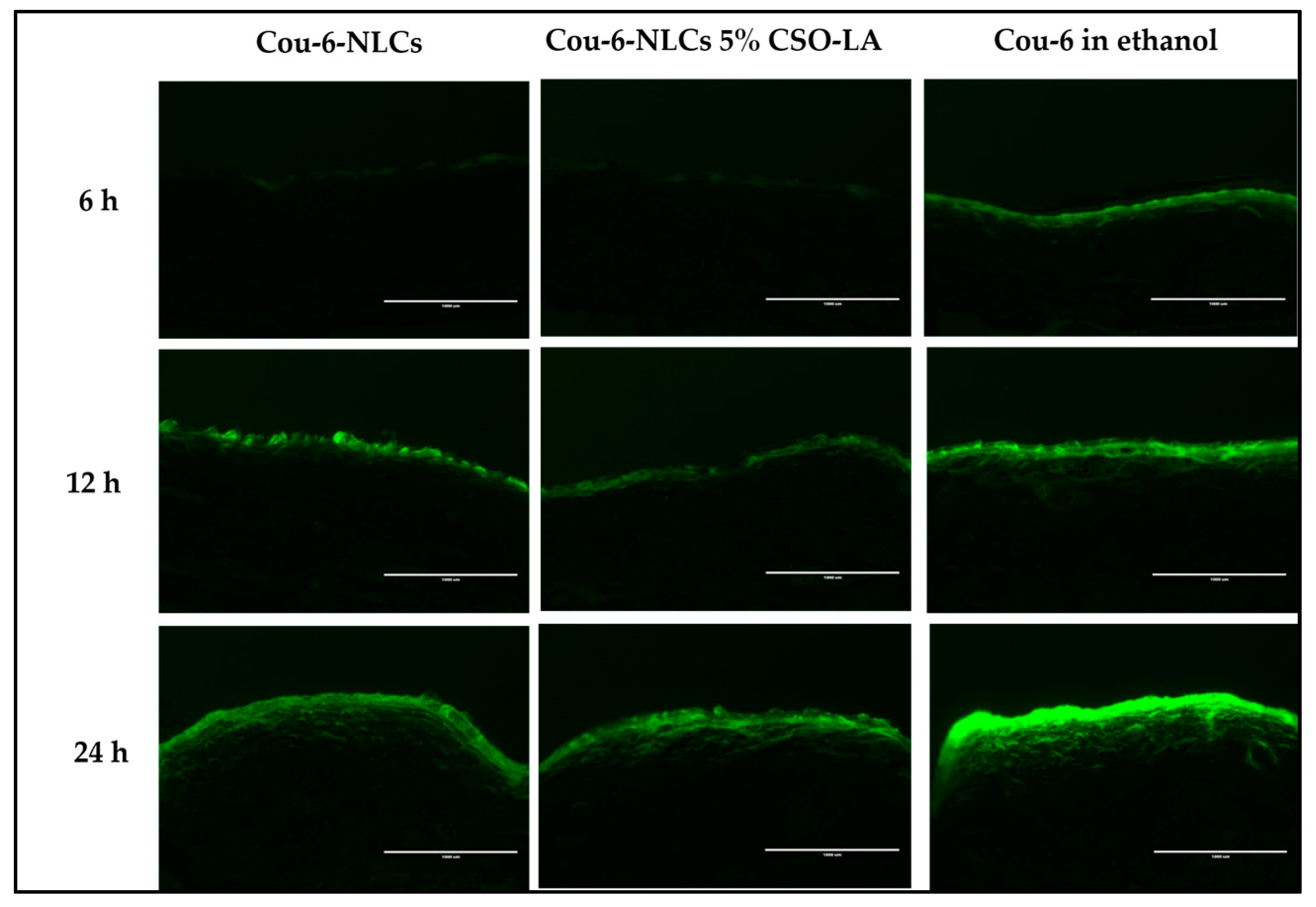 Pharmaceutics 12 00994 g009