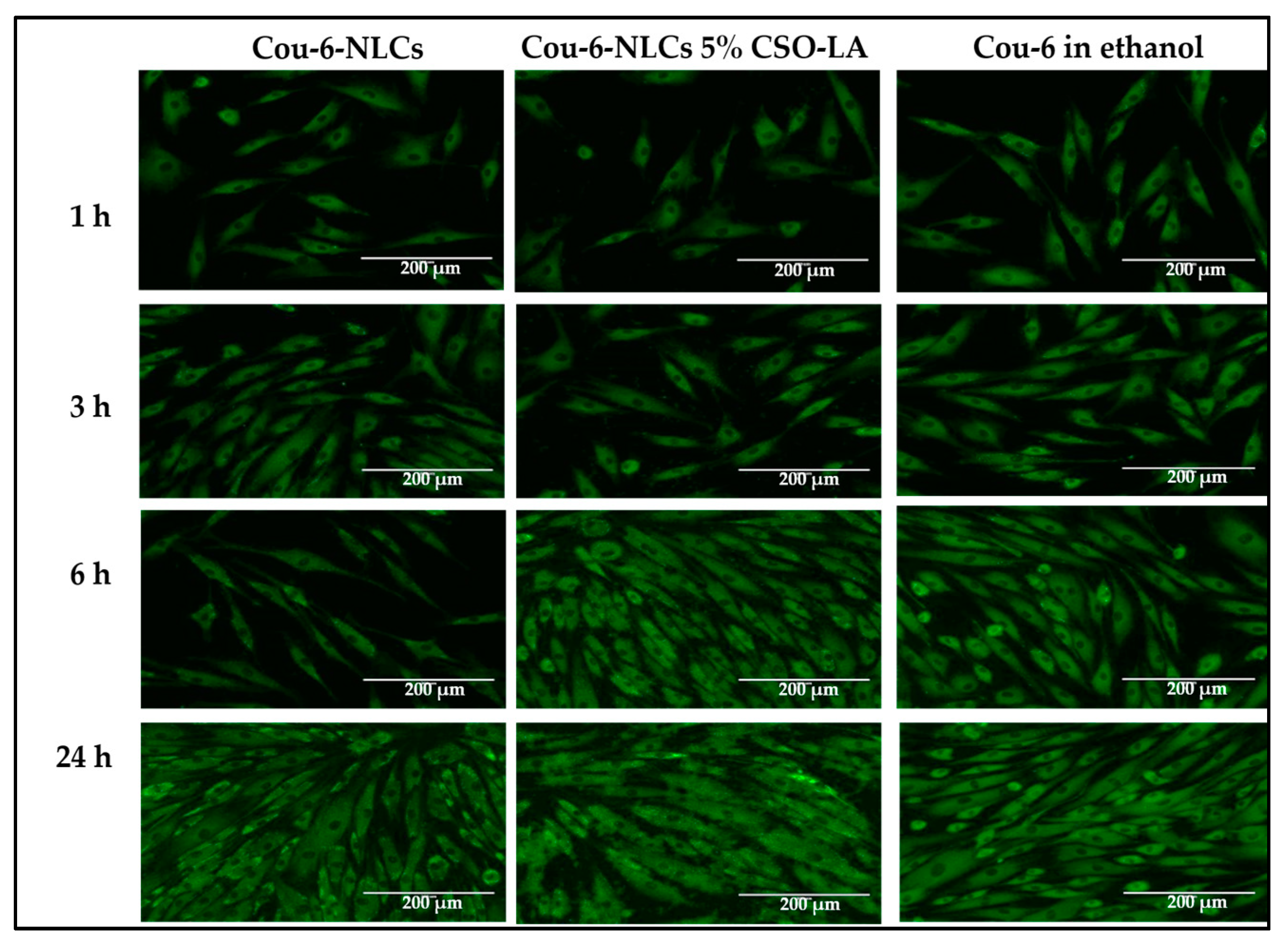 Pharmaceutics 12 00994 g010