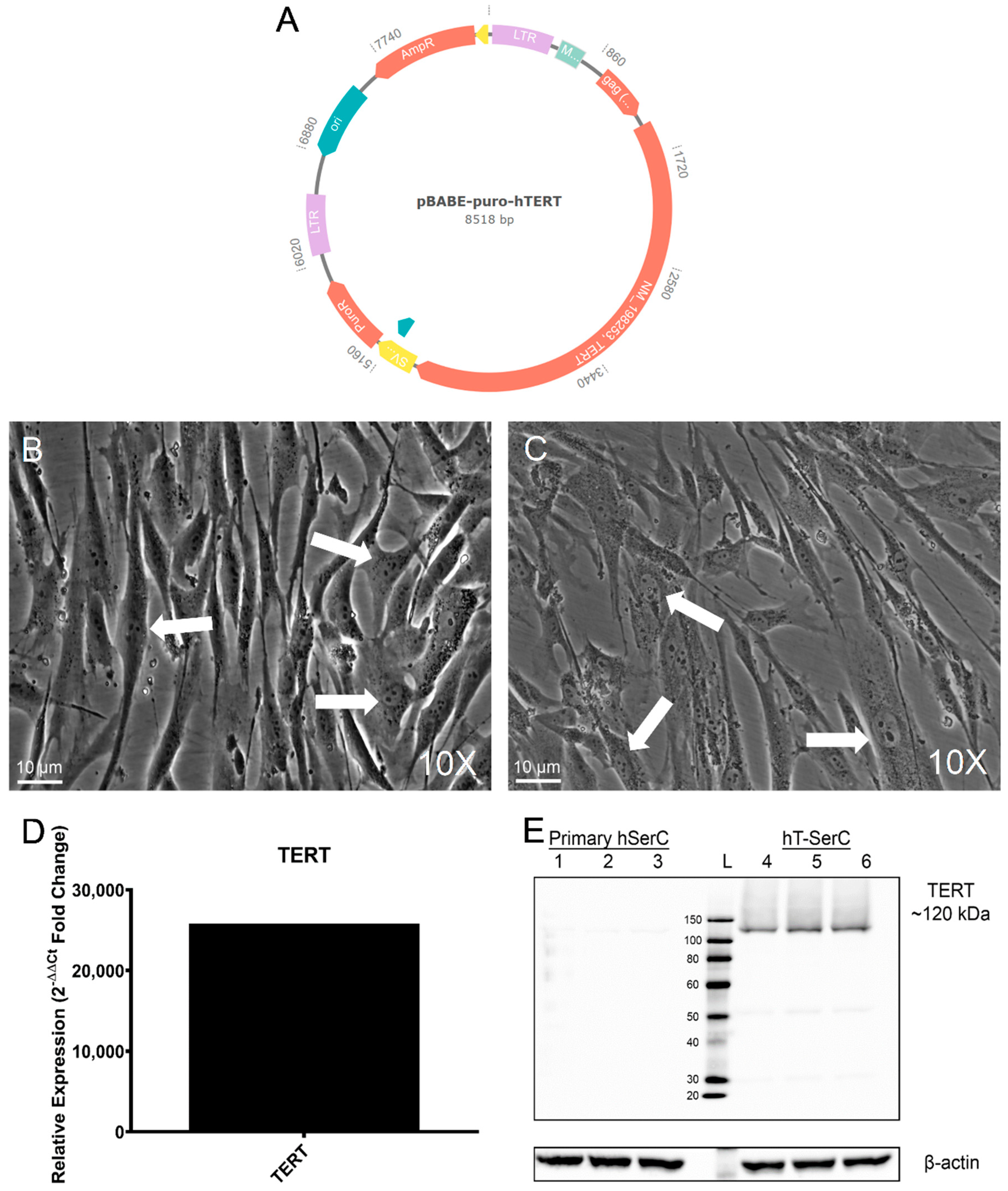 Pharmaceutics 12 01005 g001