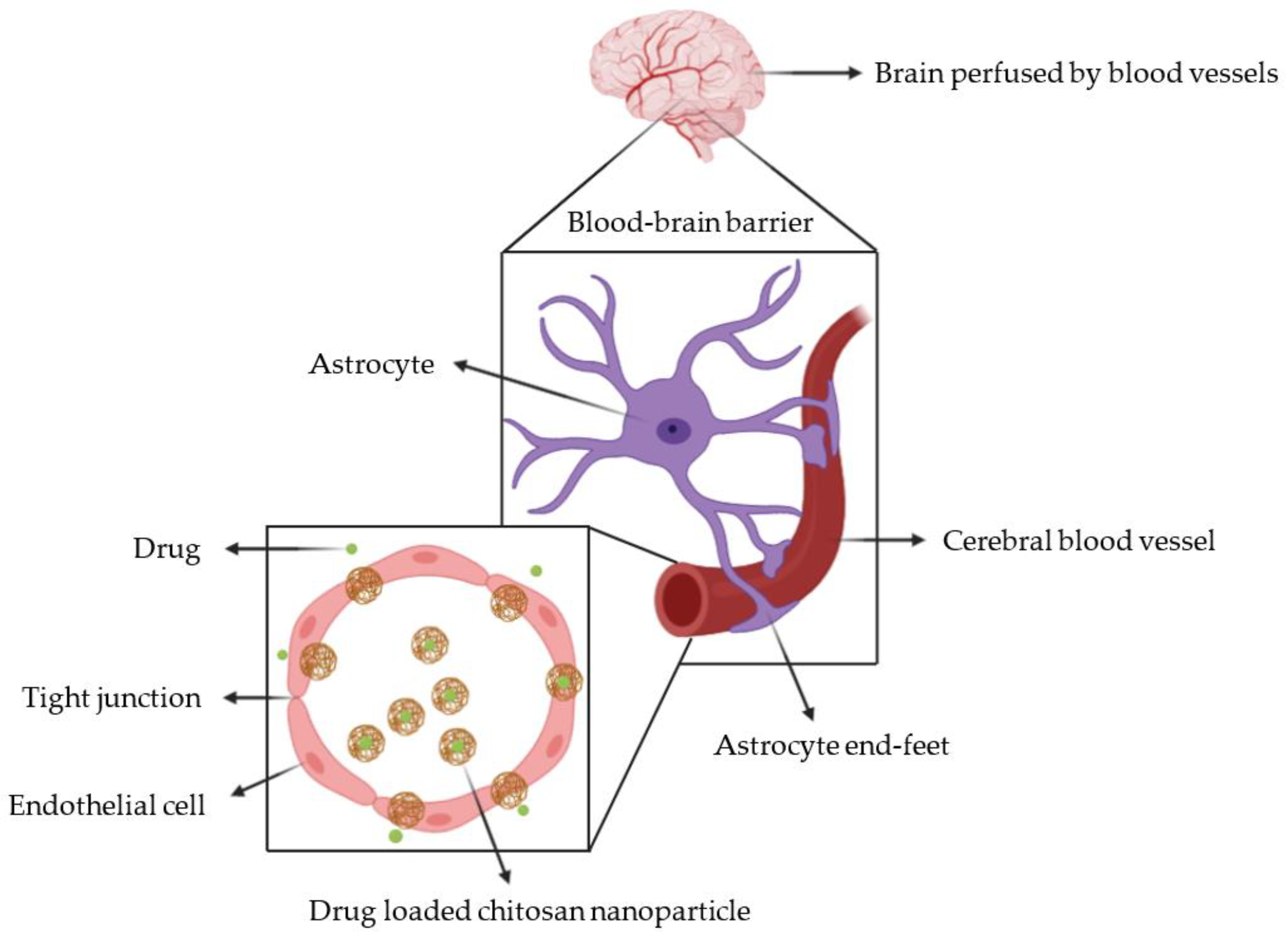 Pharmaceutics Free FullText the BloodBrain Barrier