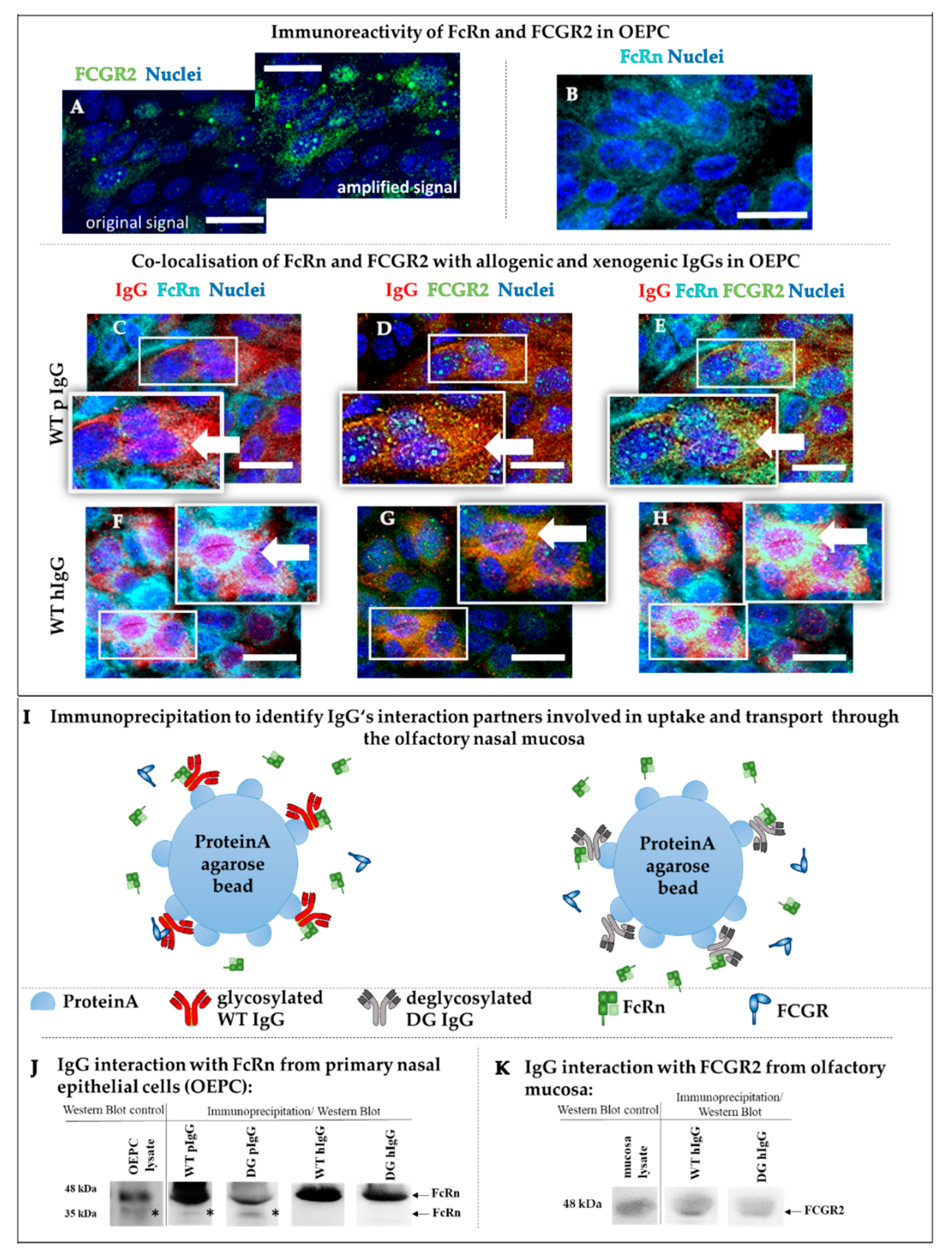 Pharmaceutics 12 01014 g005