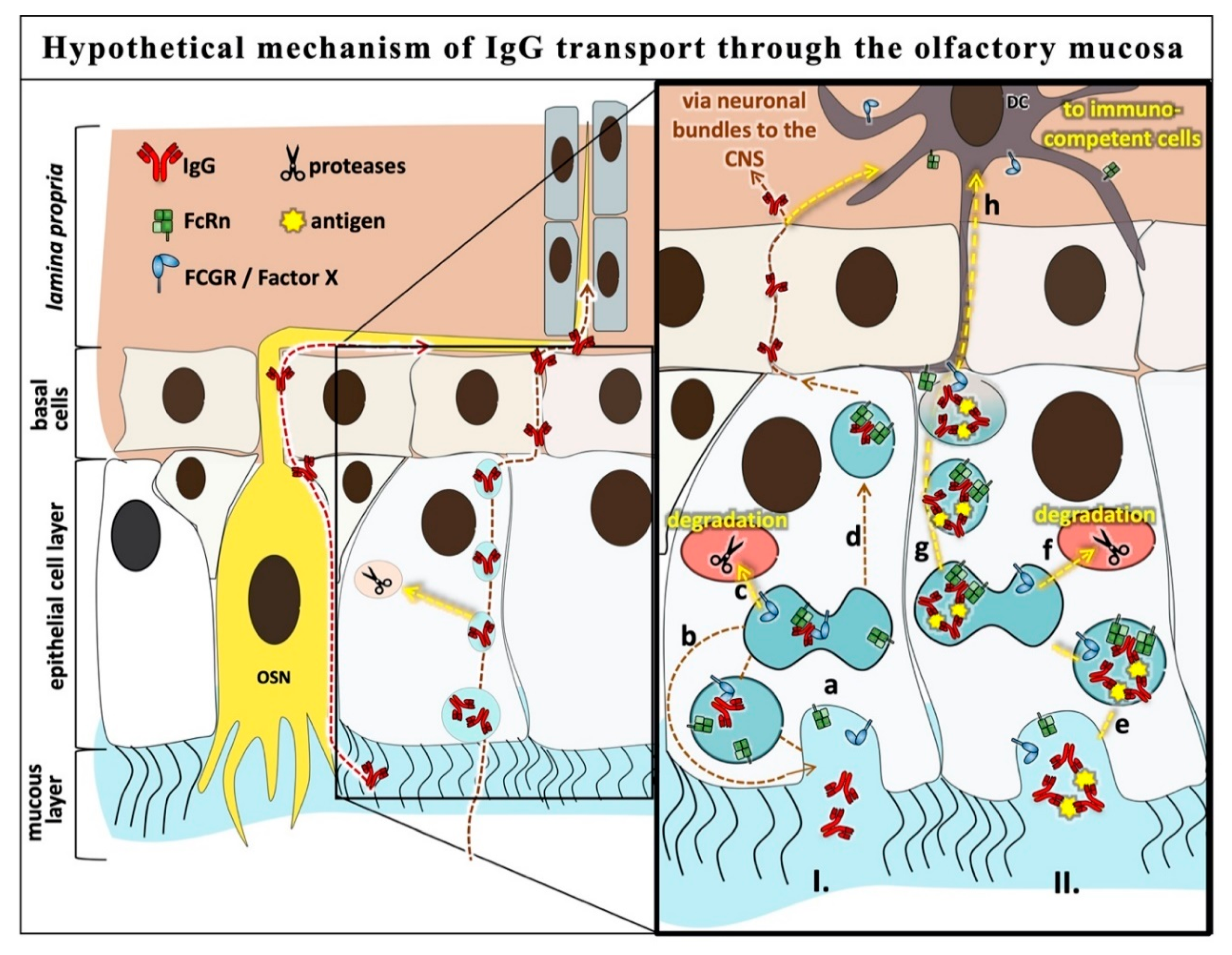 Pharmaceutics 12 01014 g006
