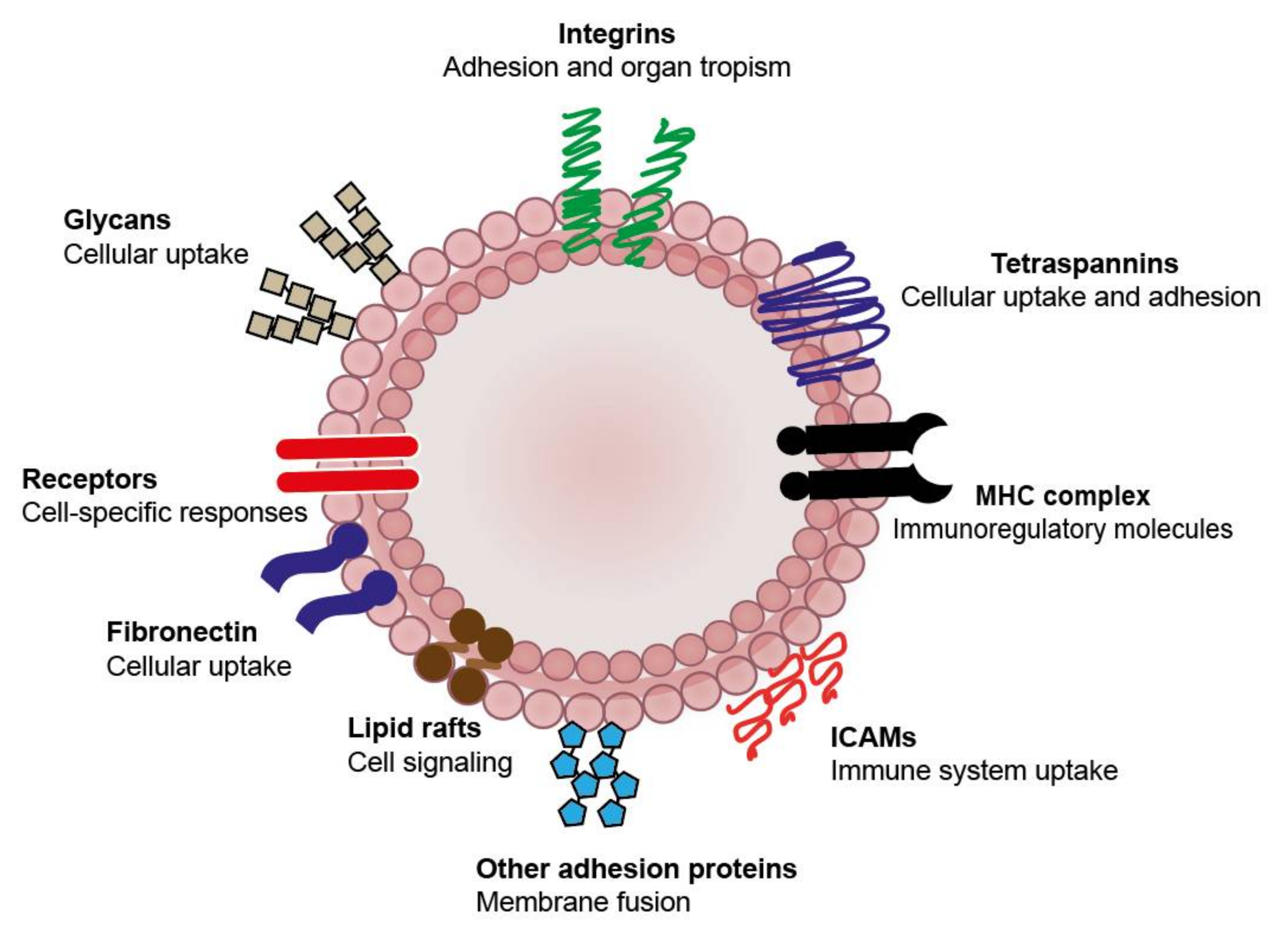 Pharmaceutics 12 01022 g002