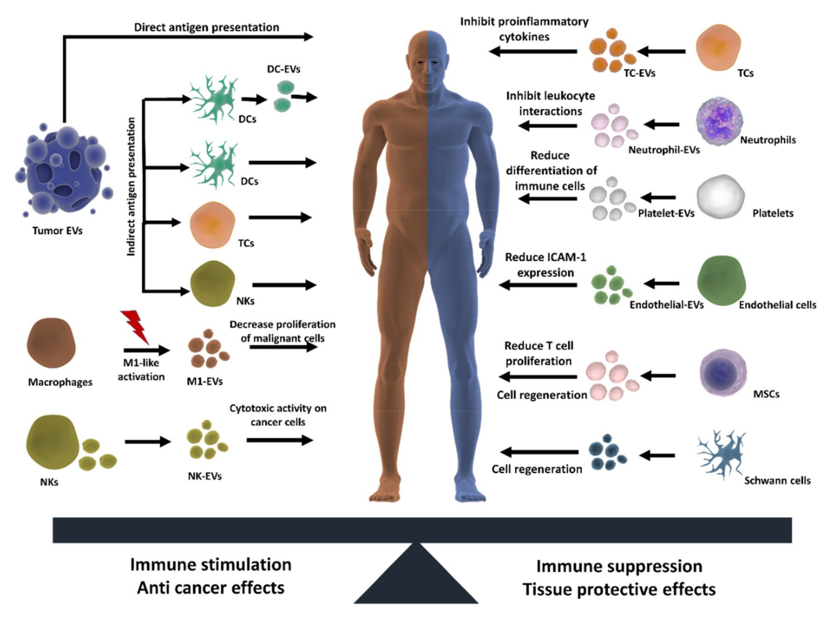 Pharmaceutics 12 01022 g003