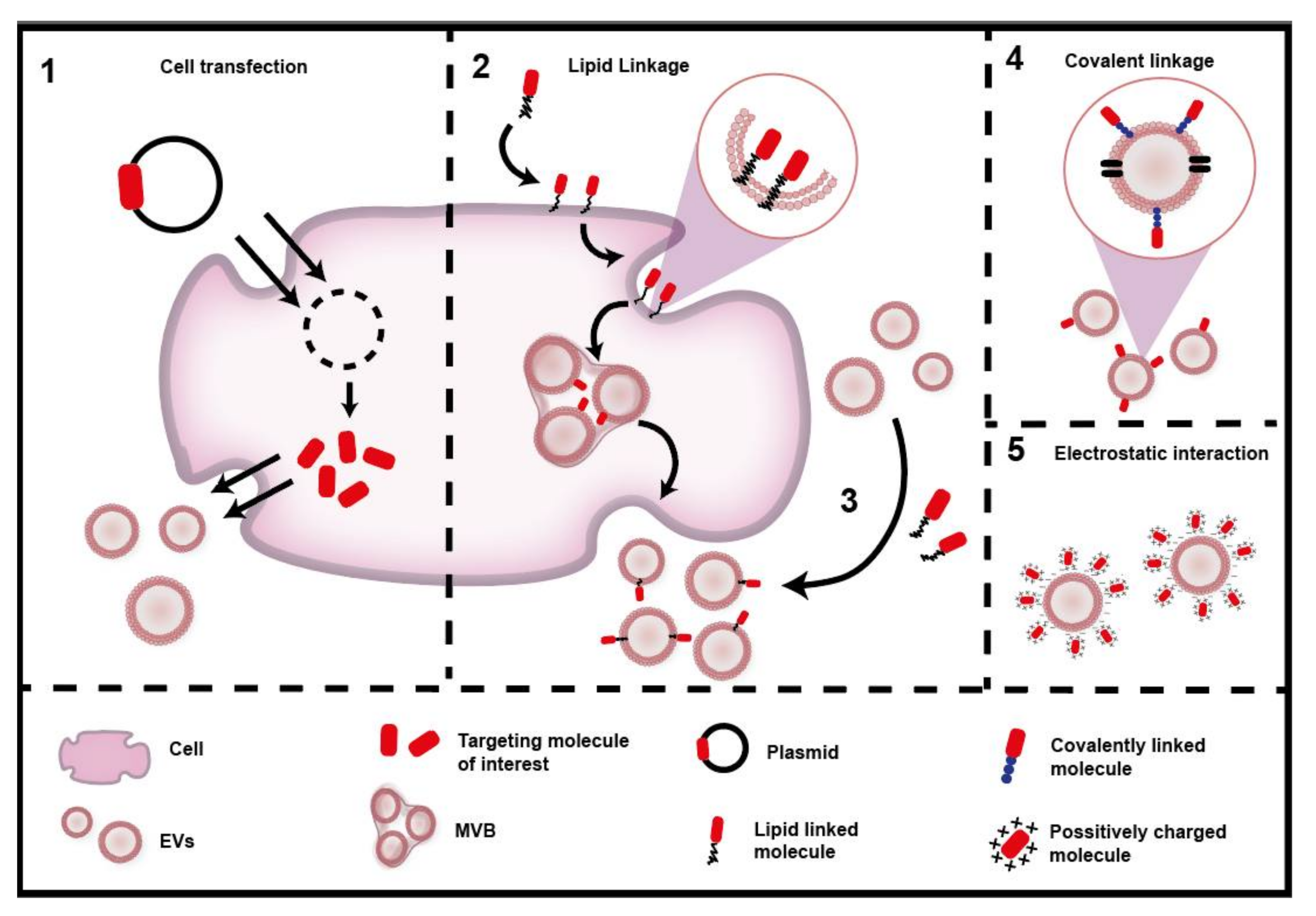 Pharmaceutics 12 01022 g004