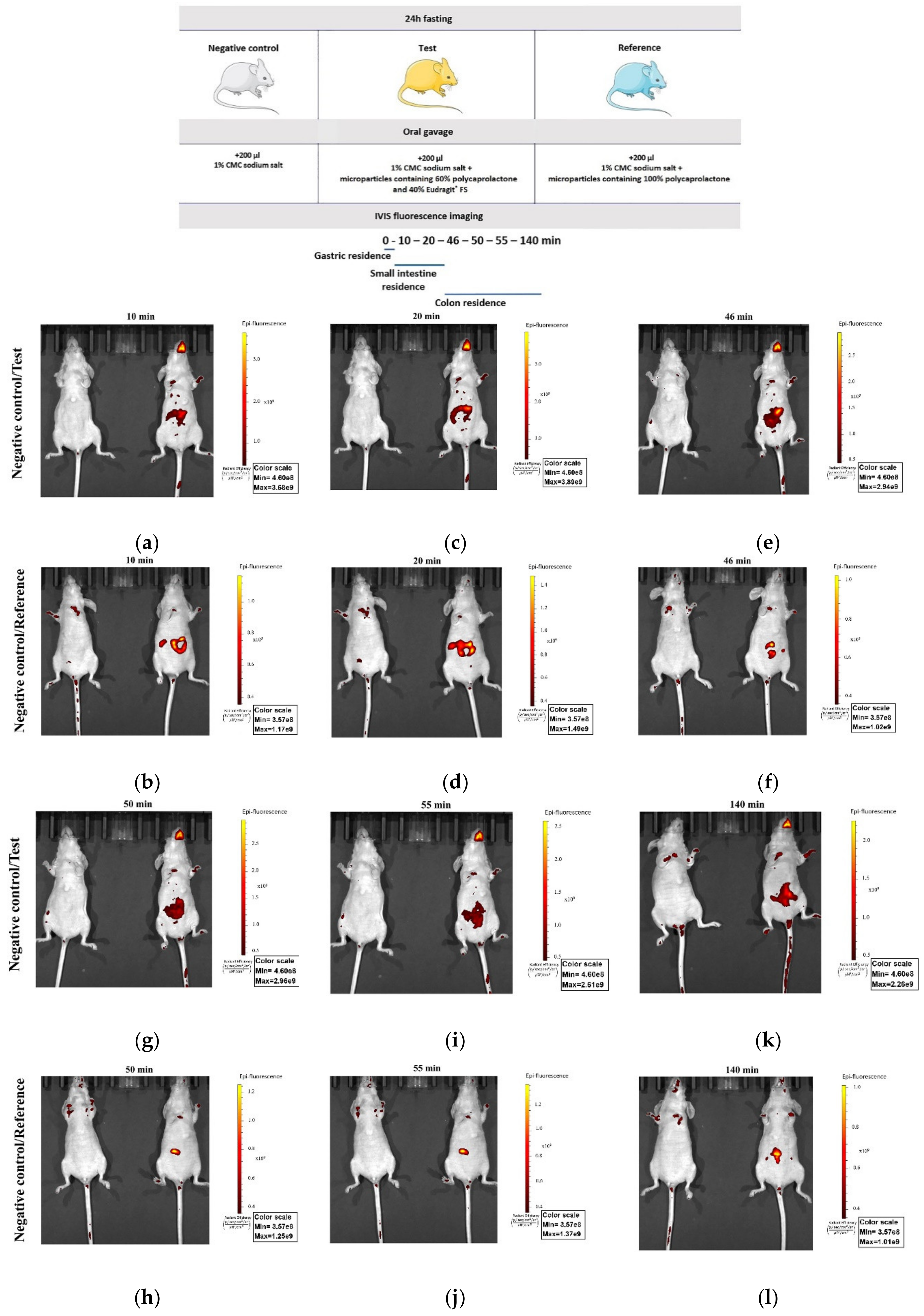Pharmaceutics 12 01027 g007