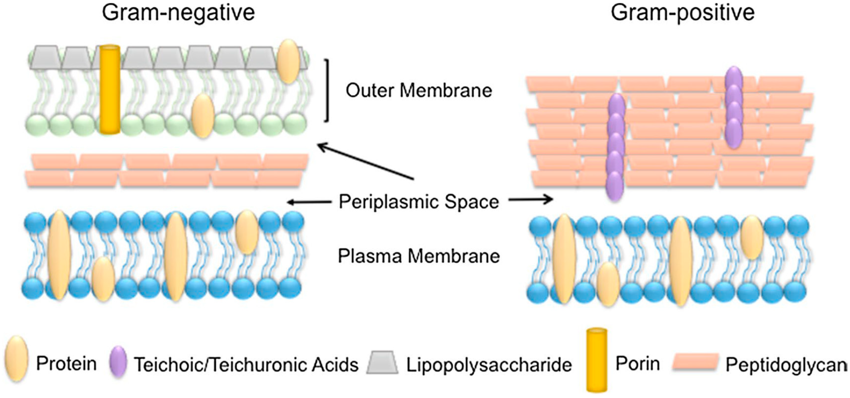 Pharmaceutics 12 01044 g004