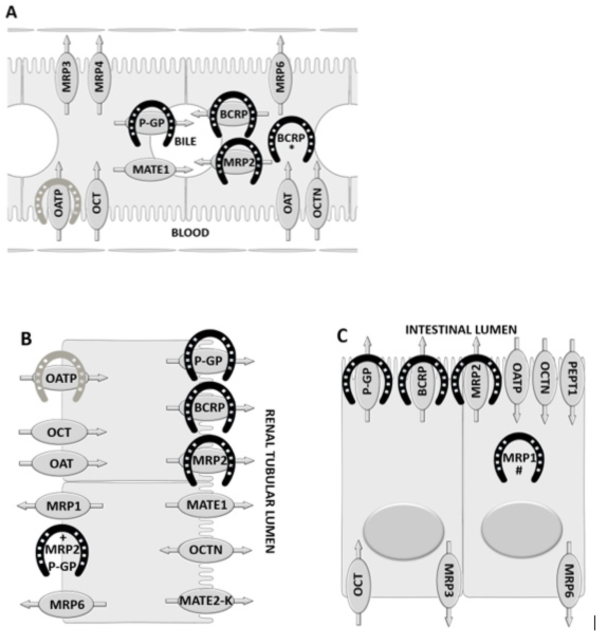 Pharmaceutics 12 01064 g001 Pharmaceutics 12 01064 g001