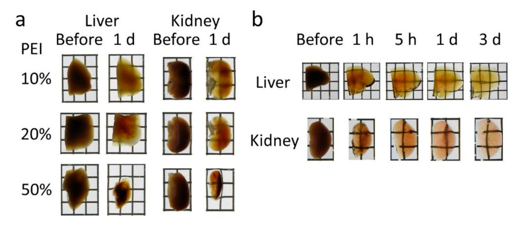 Pharmaceutics 12 01070 g001a