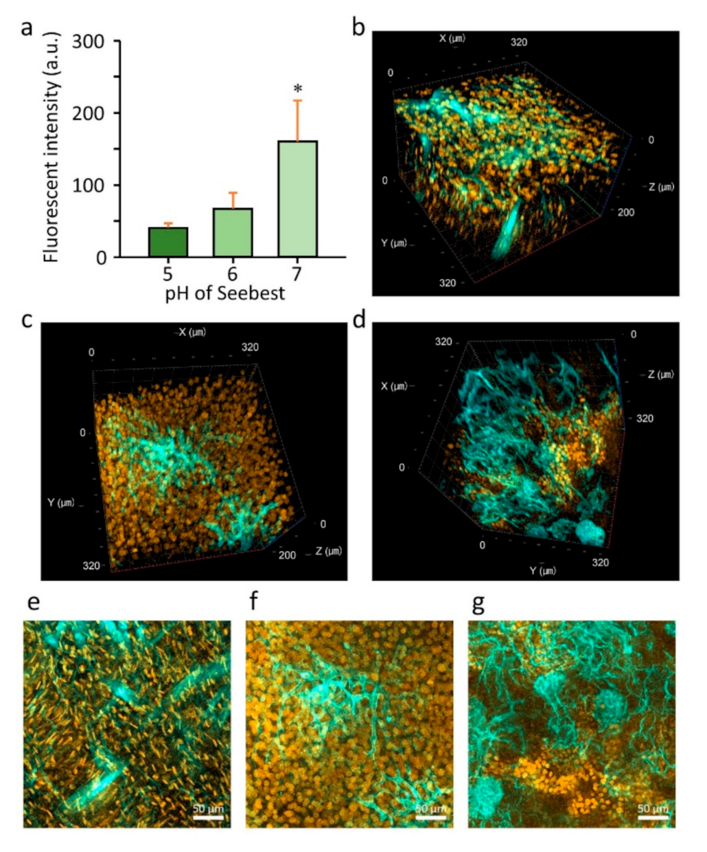 Pharmaceutics 12 01070 g004