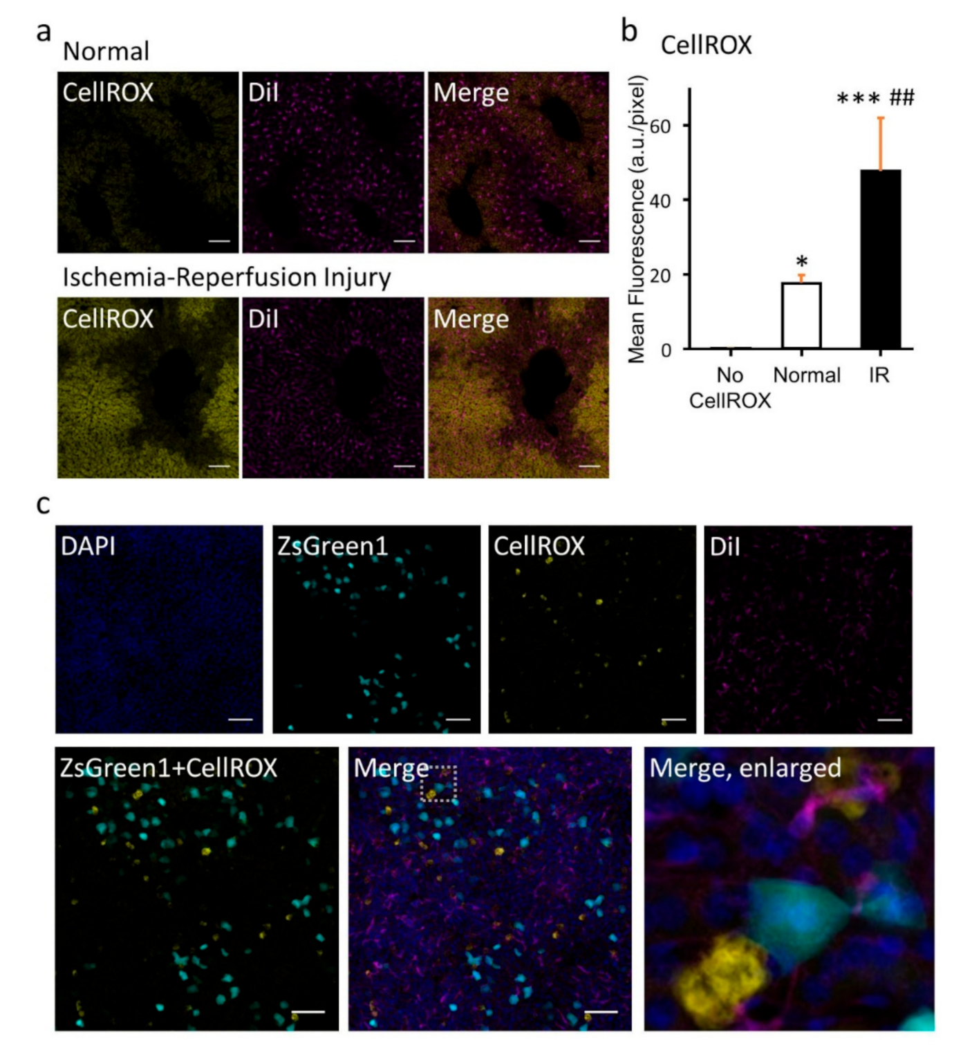 Pharmaceutics 12 01070 g005