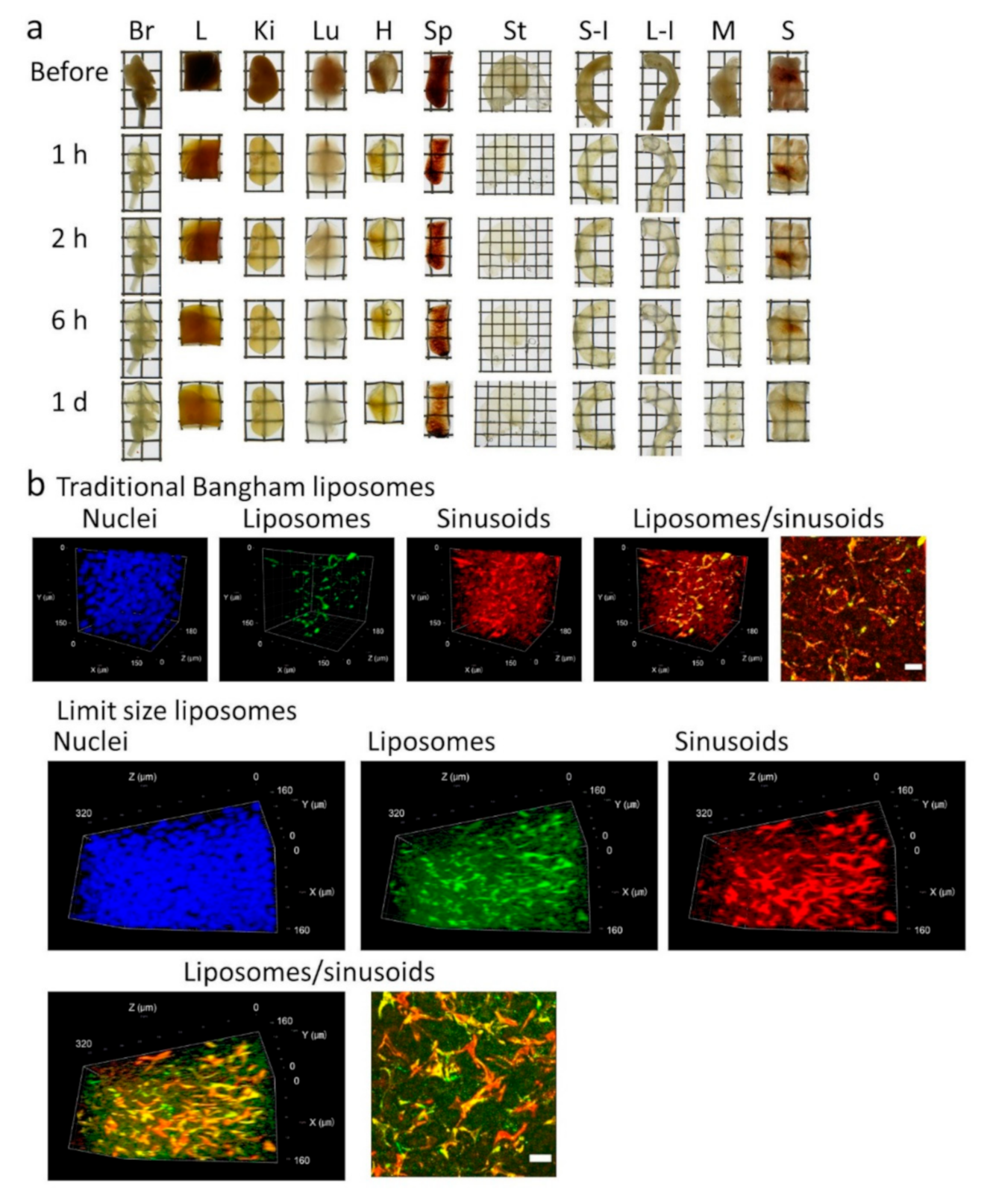 Pharmaceutics 12 01070 g006