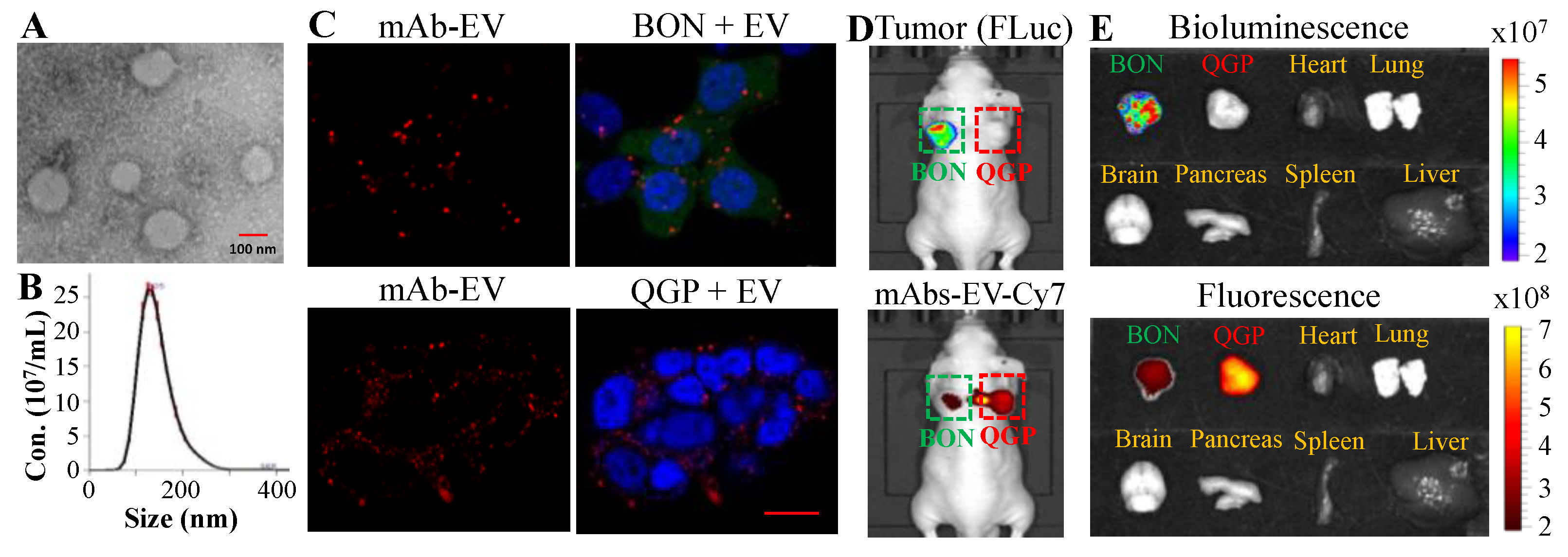Pharmaceutics 12 01079 g002 Pharmaceutics 12 01079 g002