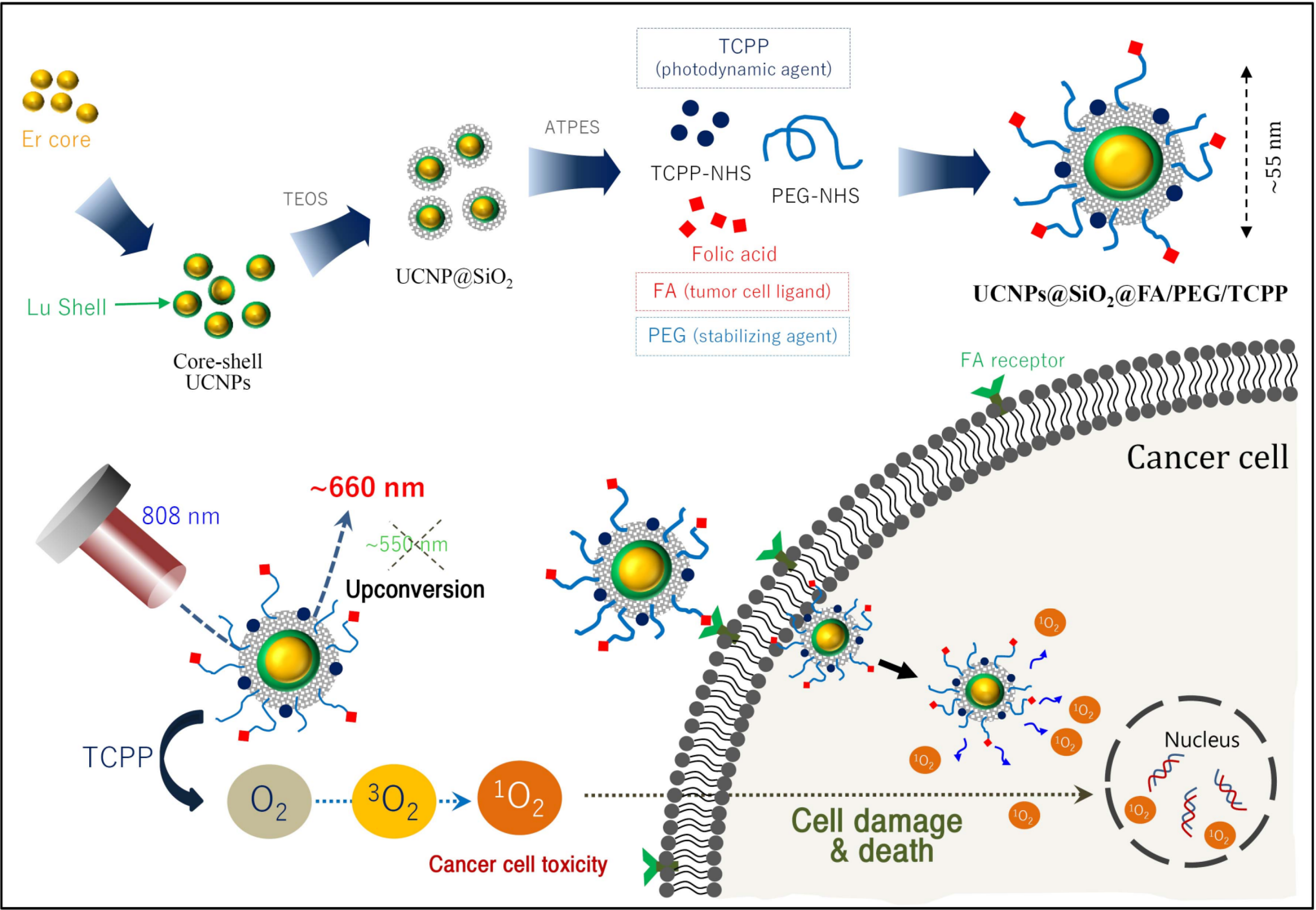 Pharmaceutics 12 01102 g001 Pharmaceutics 12 01102 g001