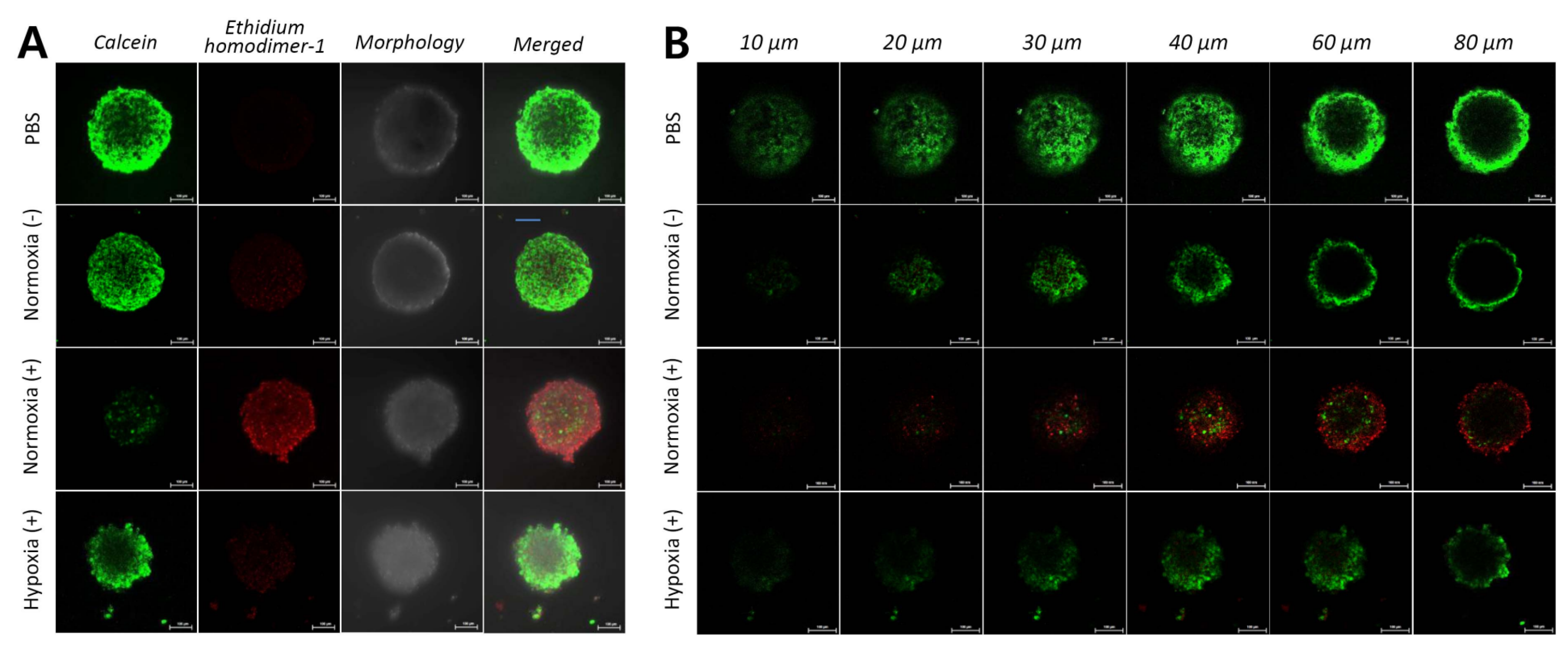 Pharmaceutics 12 01102 g008 Pharmaceutics 12 01102 g008