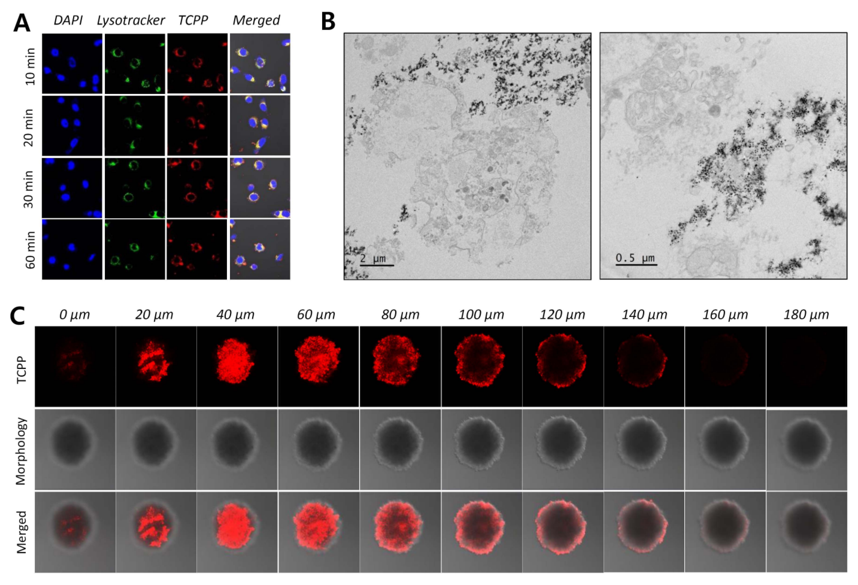 Pharmaceutics 12 01102 g009 Pharmaceutics 12 01102 g009