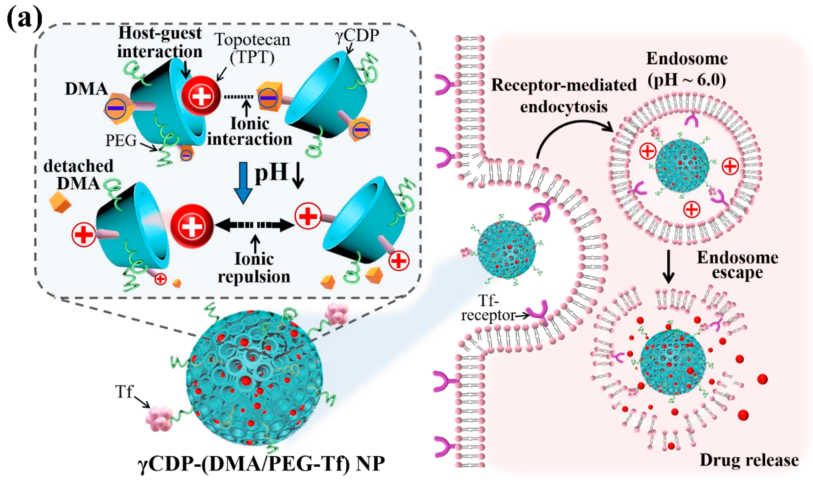 Pharmaceutics 12 01109 g001a Pharmaceutics 12 01109 g001a