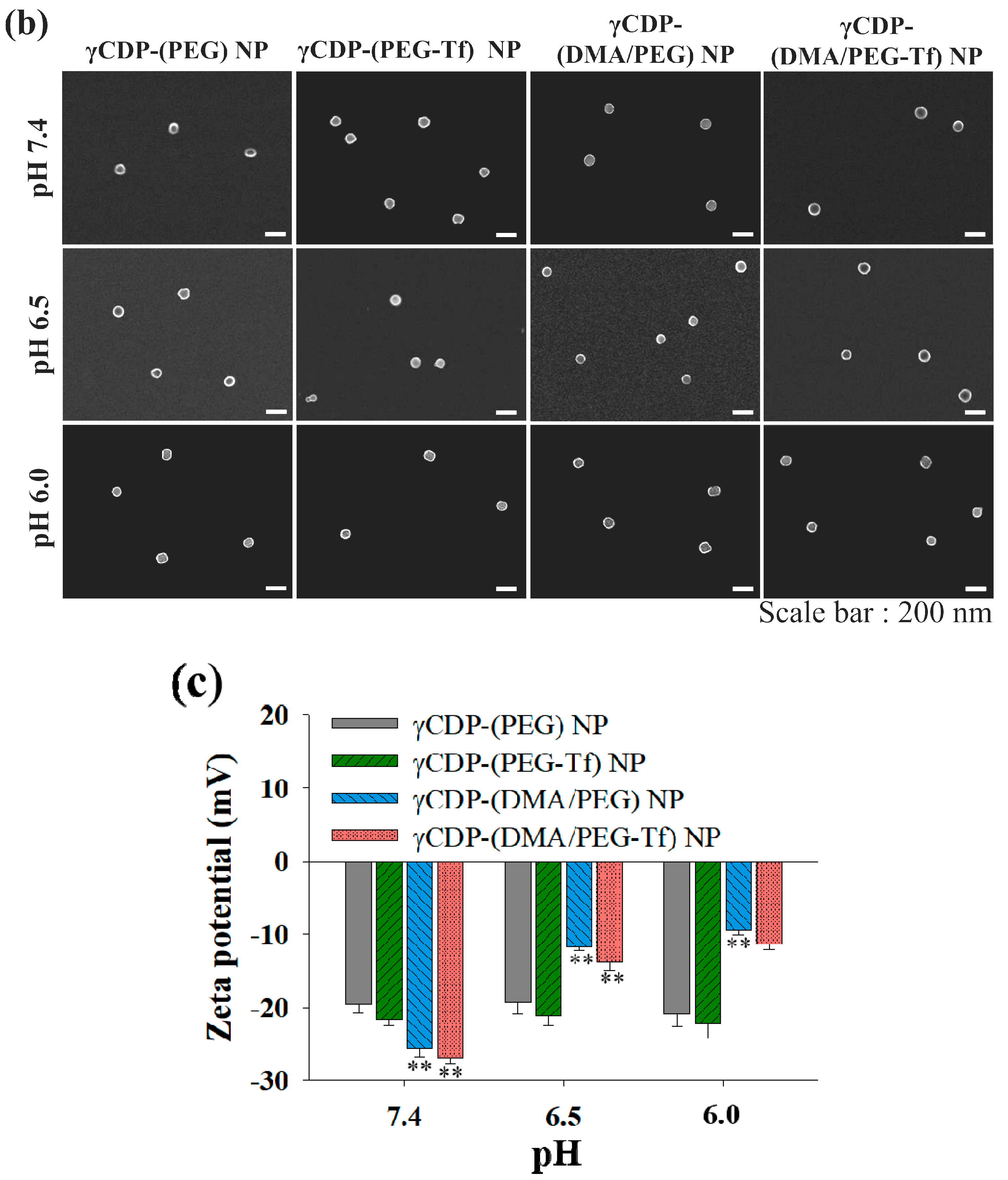 Pharmaceutics 12 01109 g002b Pharmaceutics 12 01109 g002b