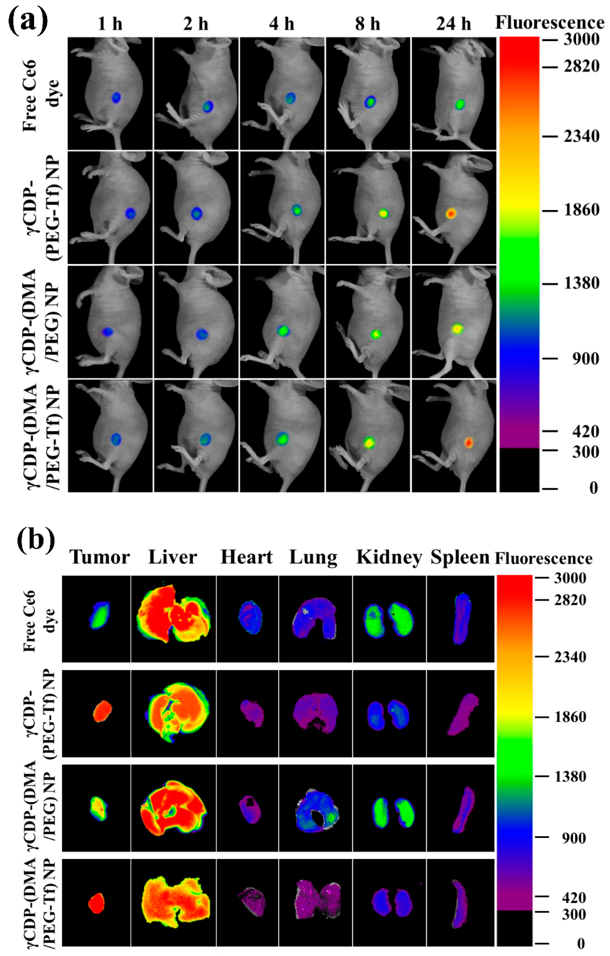 Pharmaceutics 12 01109 g007a Pharmaceutics 12 01109 g007a