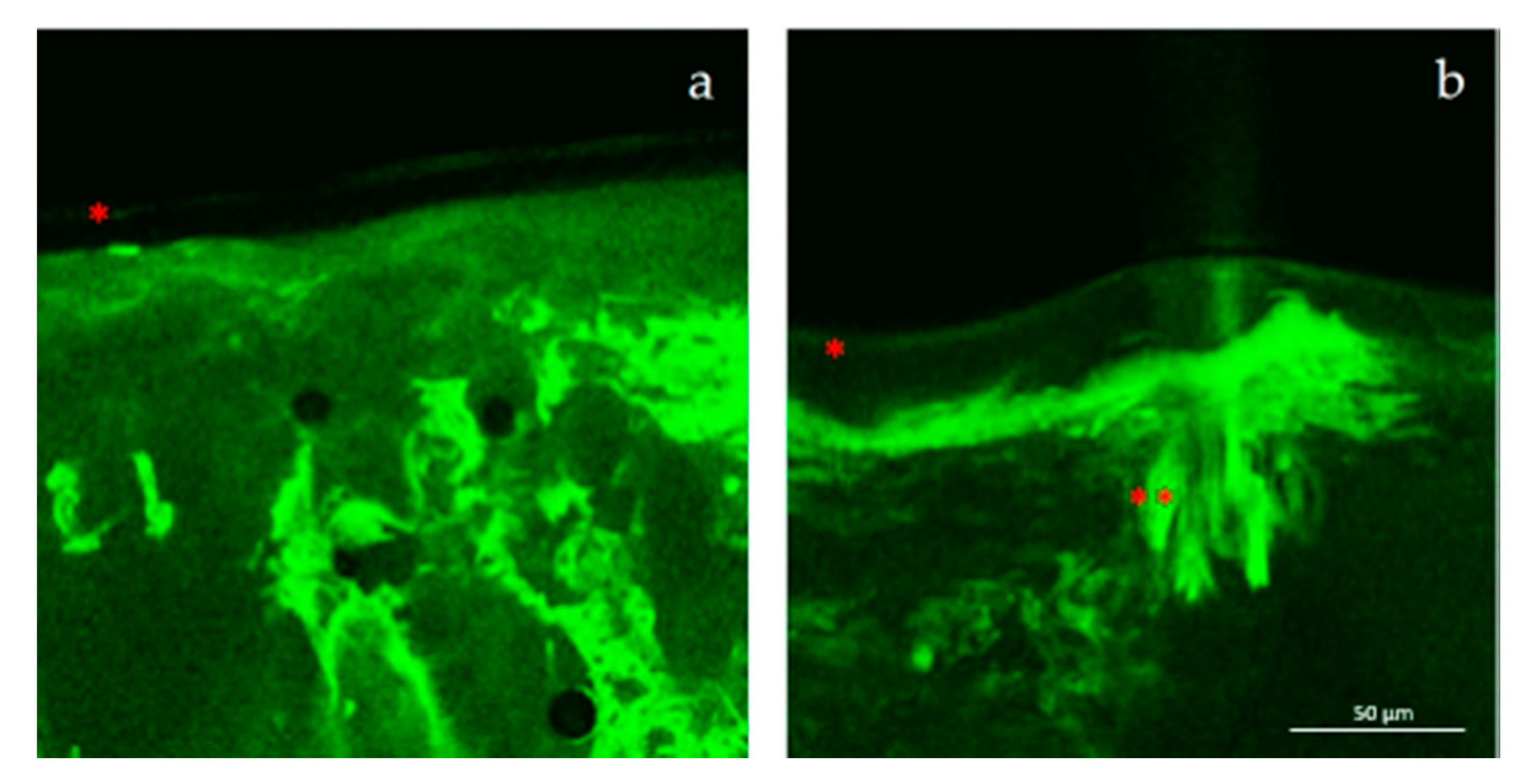 Pharmaceutics 12 01127 g005