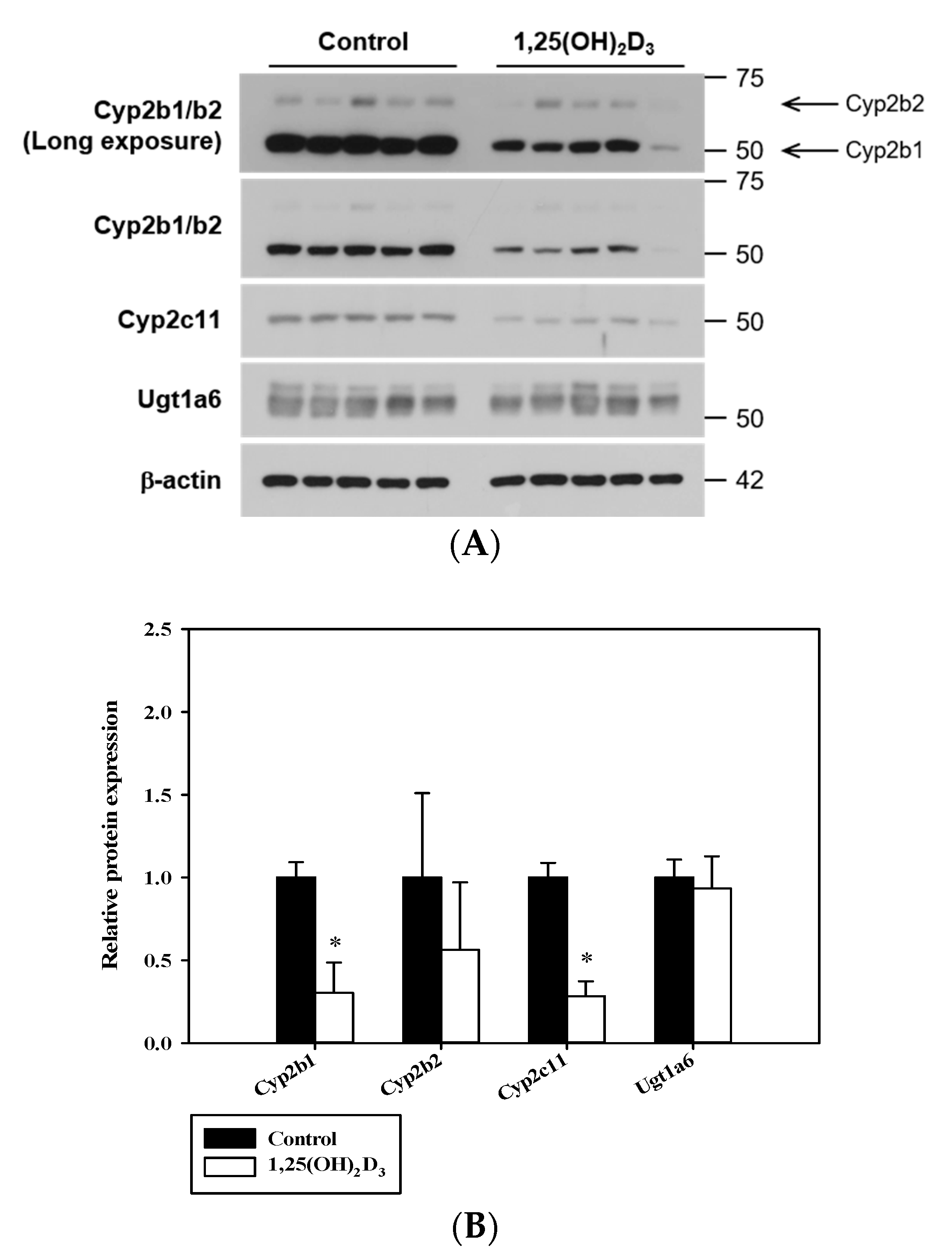 Pharmaceutics 12 01129 g003 Pharmaceutics 12 01129 g003