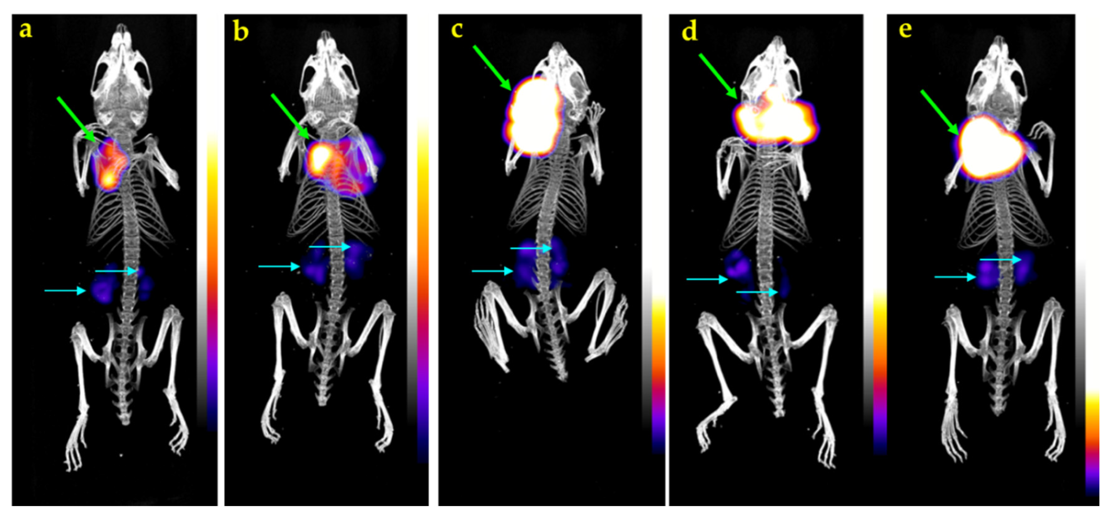 Pharmaceutics 12 01145 g005 Pharmaceutics 12 01145 g005