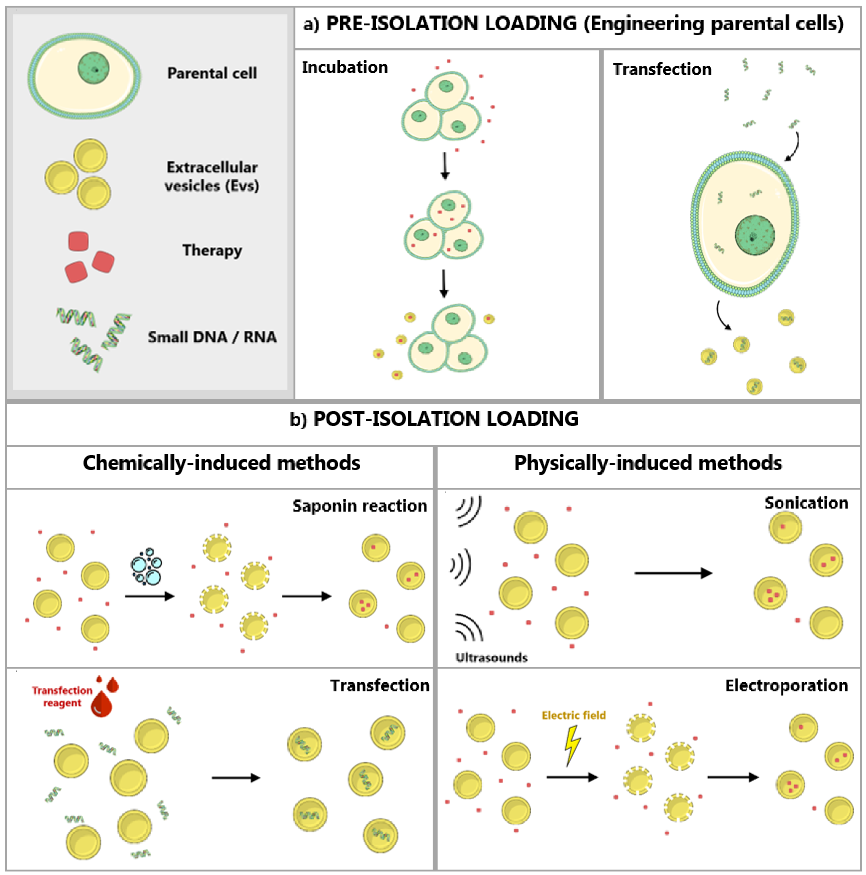 Pharmaceutics 12 01146 g003