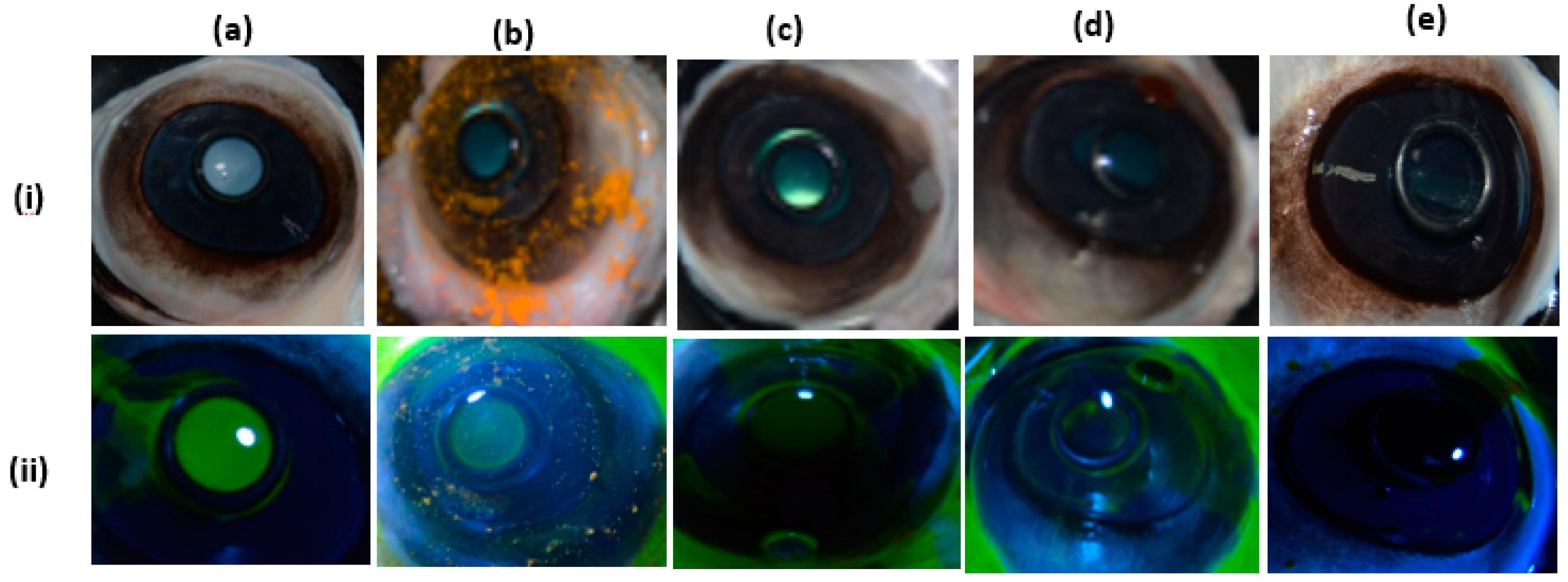 Pharmaceutics 12 01158 g007 Pharmaceutics 12 01158 g007