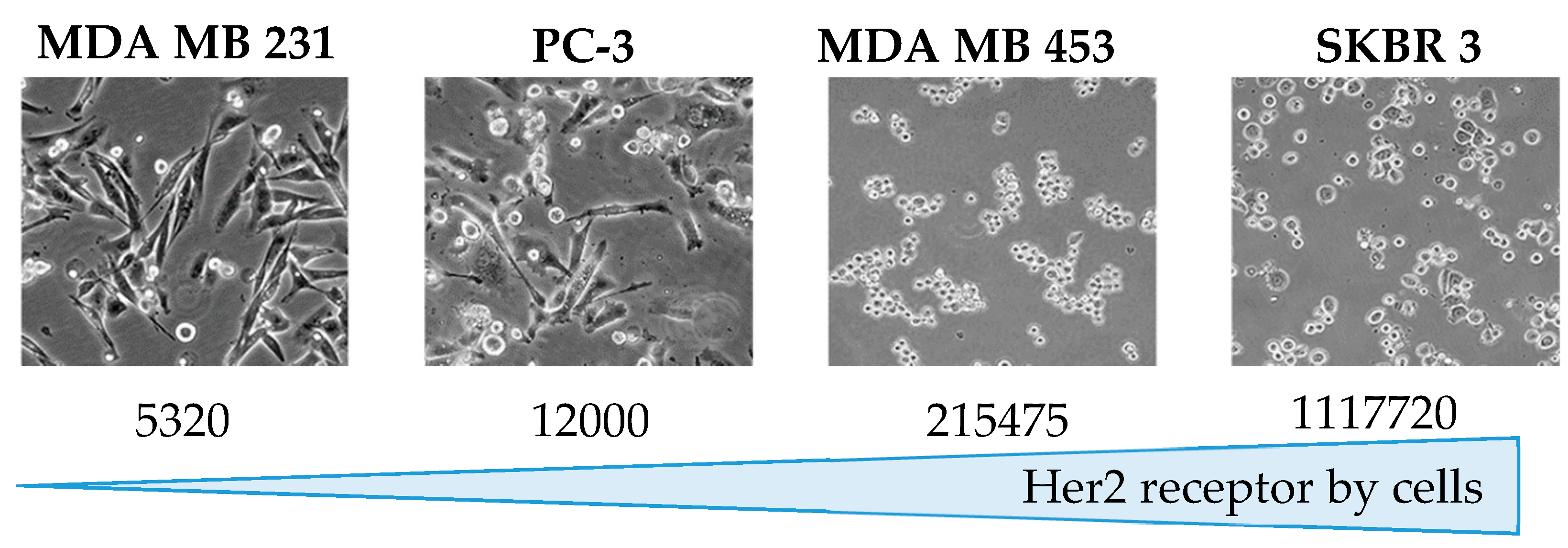 Pharmaceutics 12 01166 g004