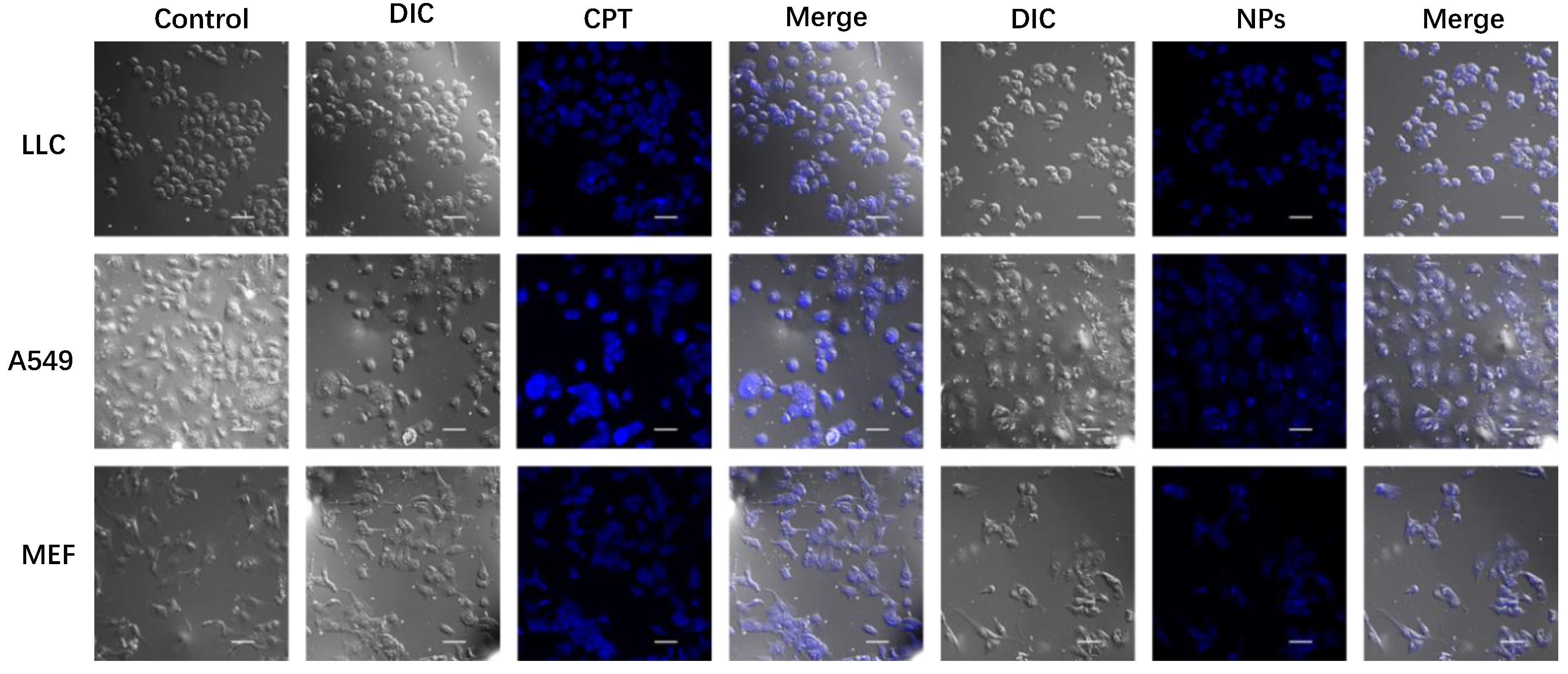 Pharmaceutics 12 01169 g008 Pharmaceutics 12 01169 g008