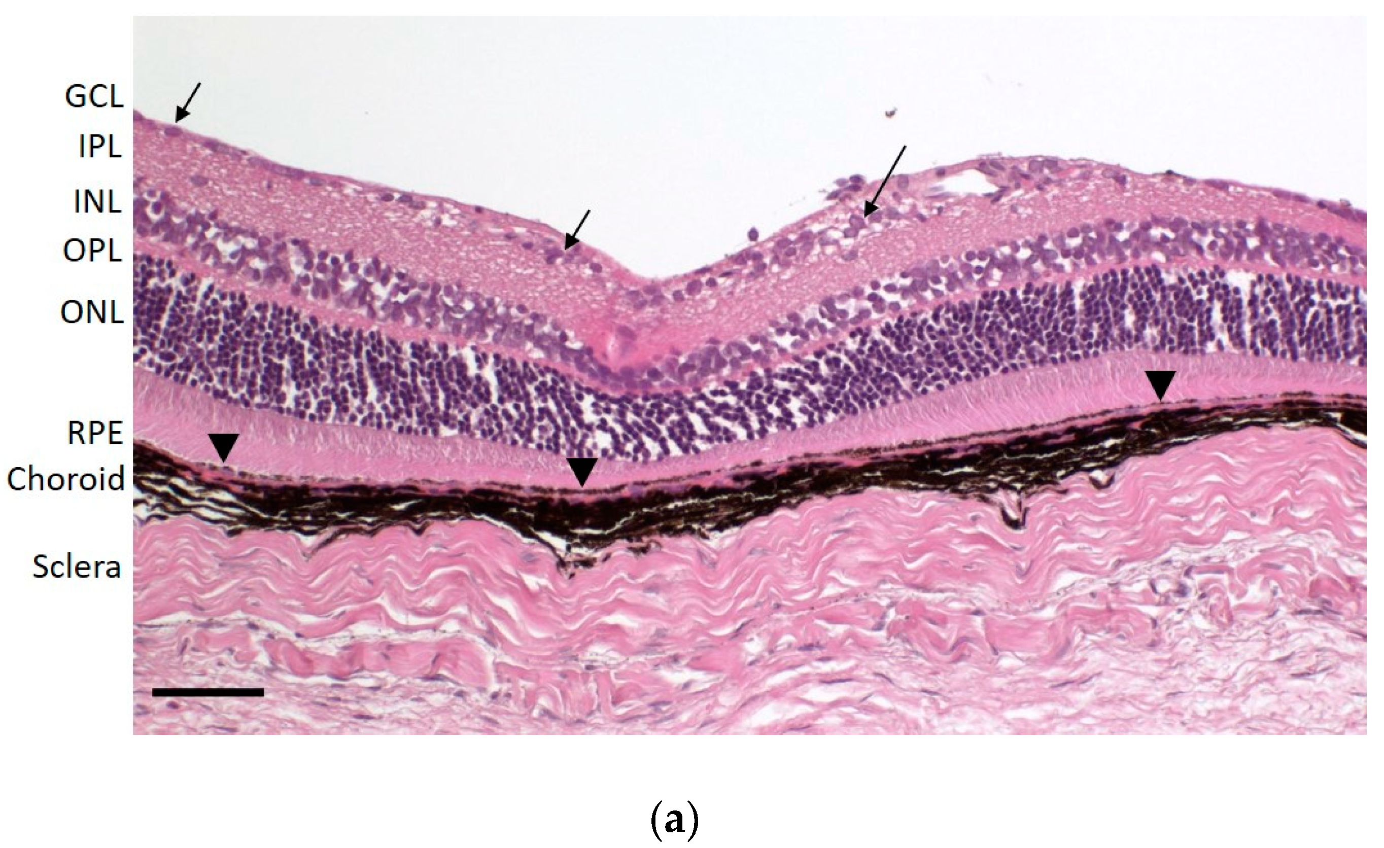 Pharmaceutics 12 01174 g001a