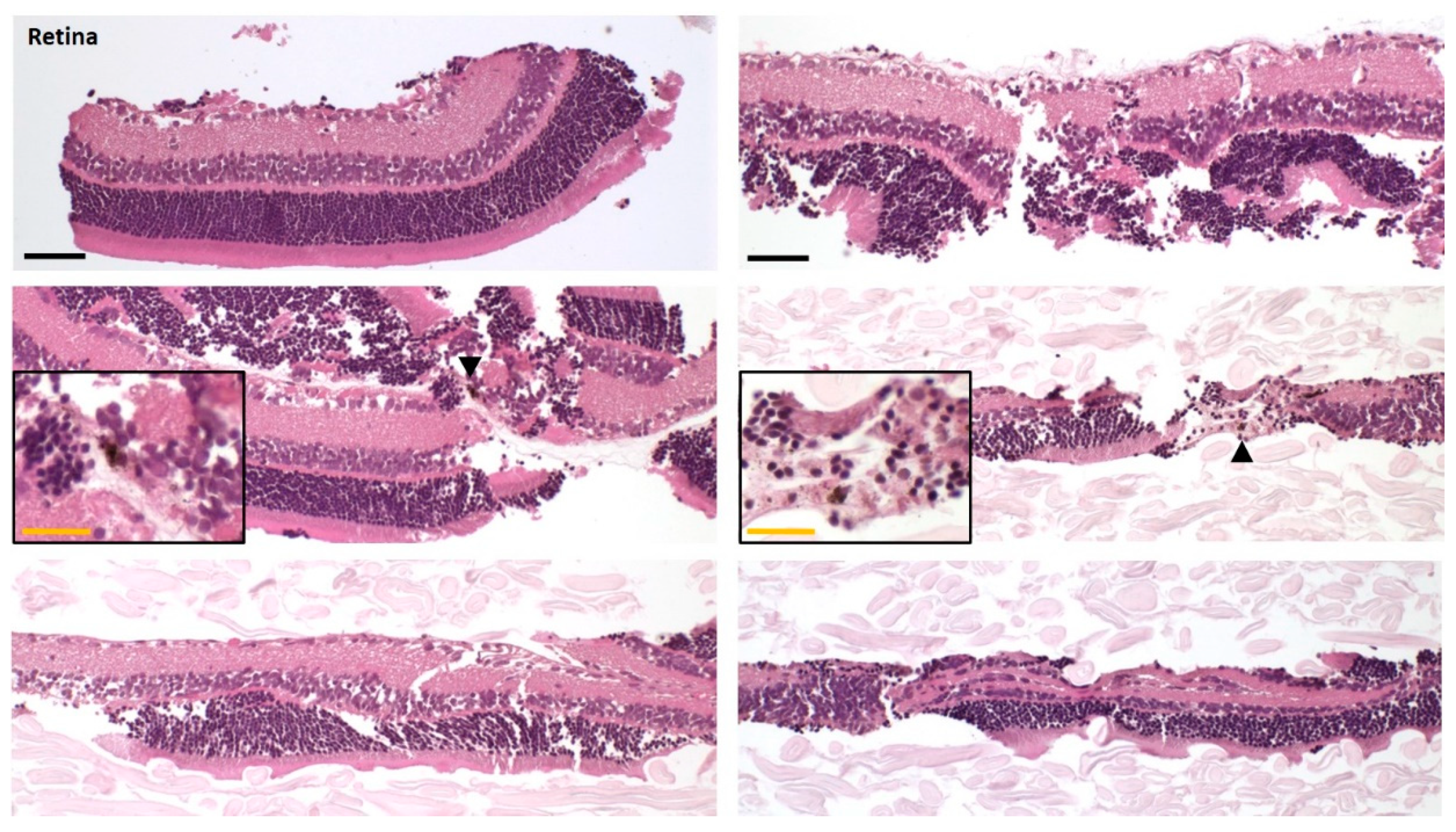 Pharmaceutics 12 01174 g002