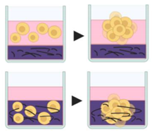 Pharmaceutics 12 01186 i007