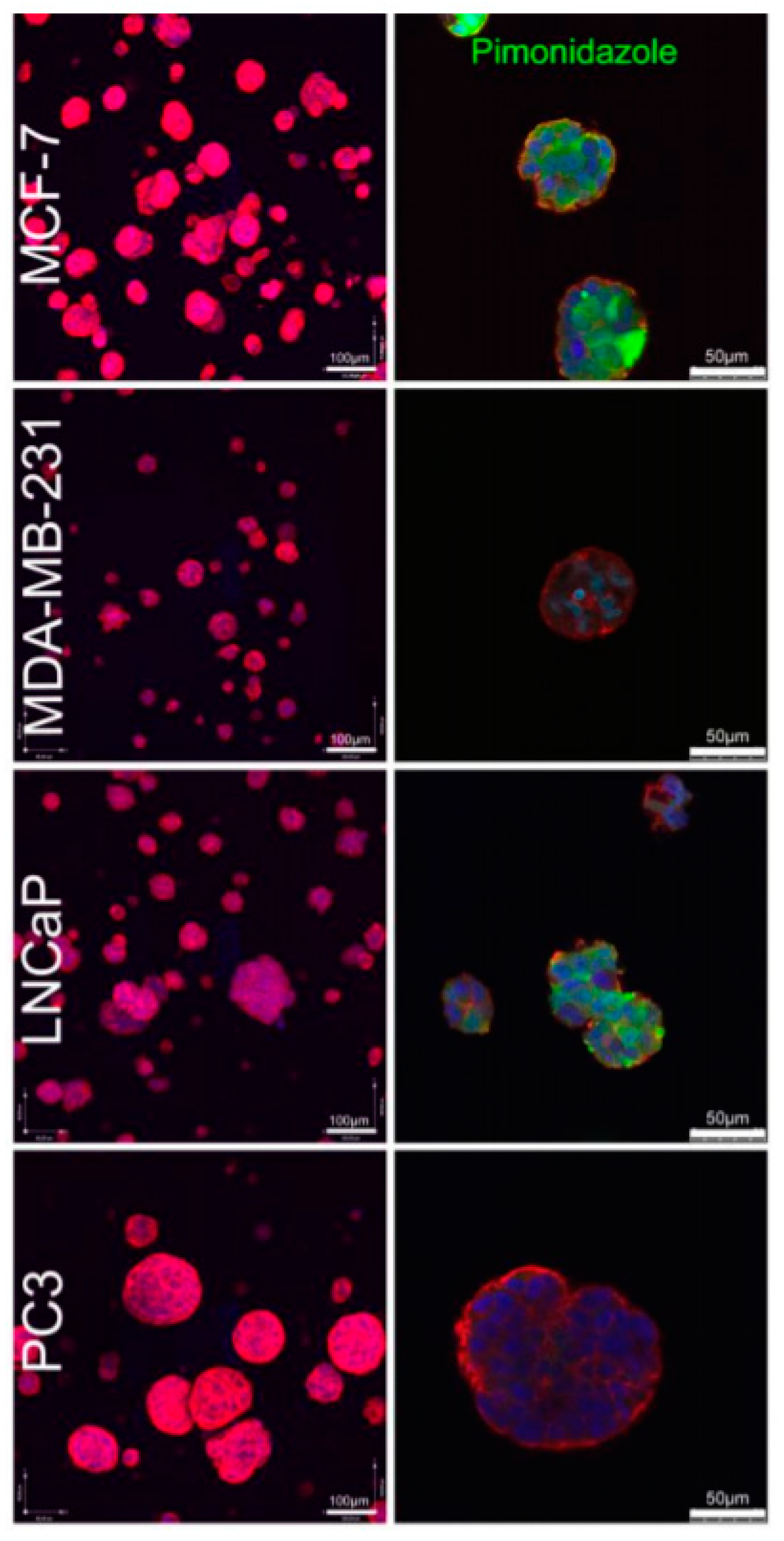 Pharmaceutics 12 01188 g008