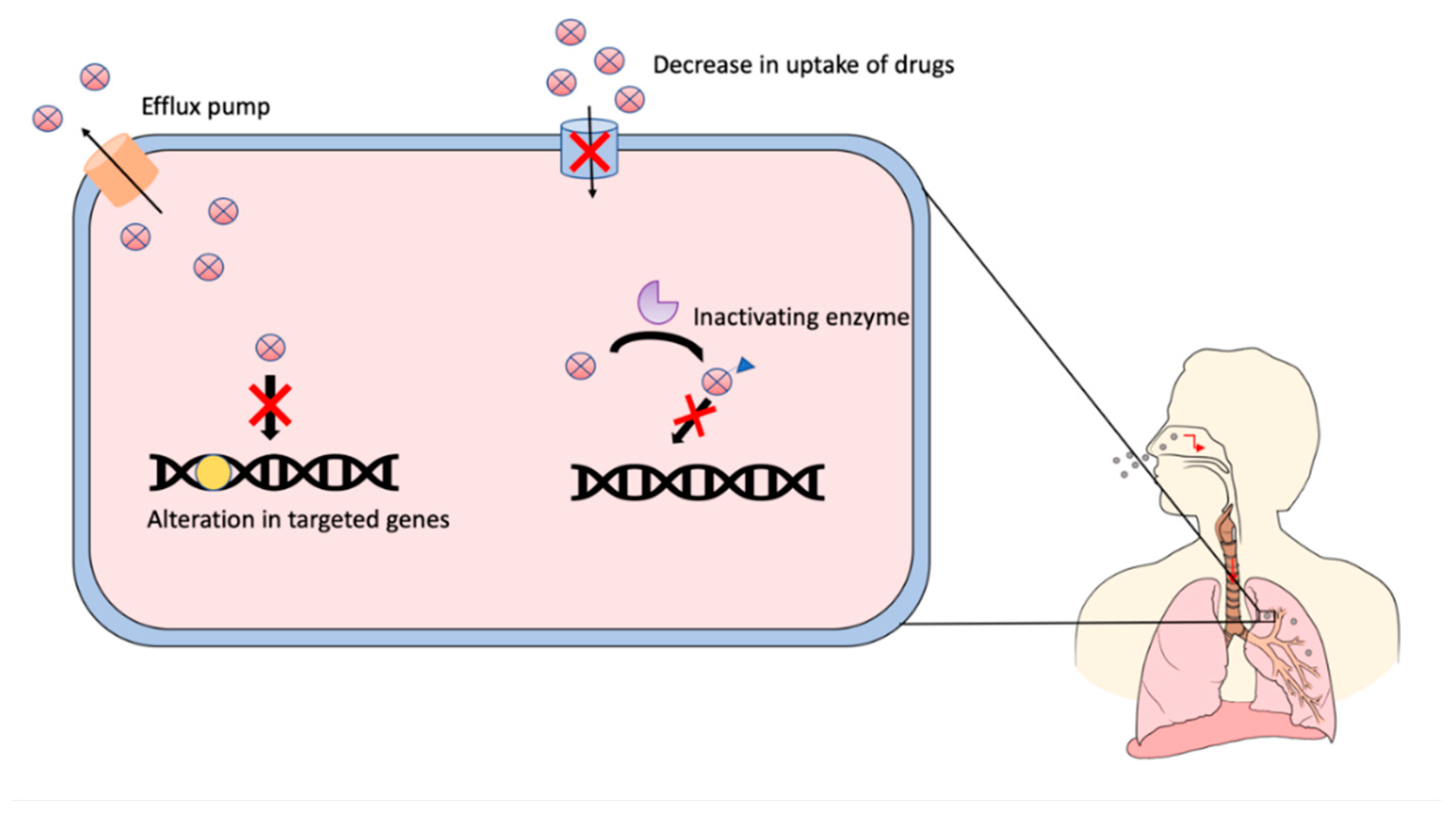 Anti-tuberculosis site-specific oral delivery system that enhances  rifampicin bioavailability in a fixed-dose combination with isoniazid