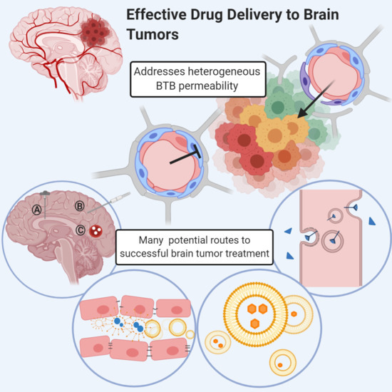 Pharmaceutics Free Full Text Addressing Bbb Heterogeneity A New Paradigm For Drug Delivery To Brain Tumors Html