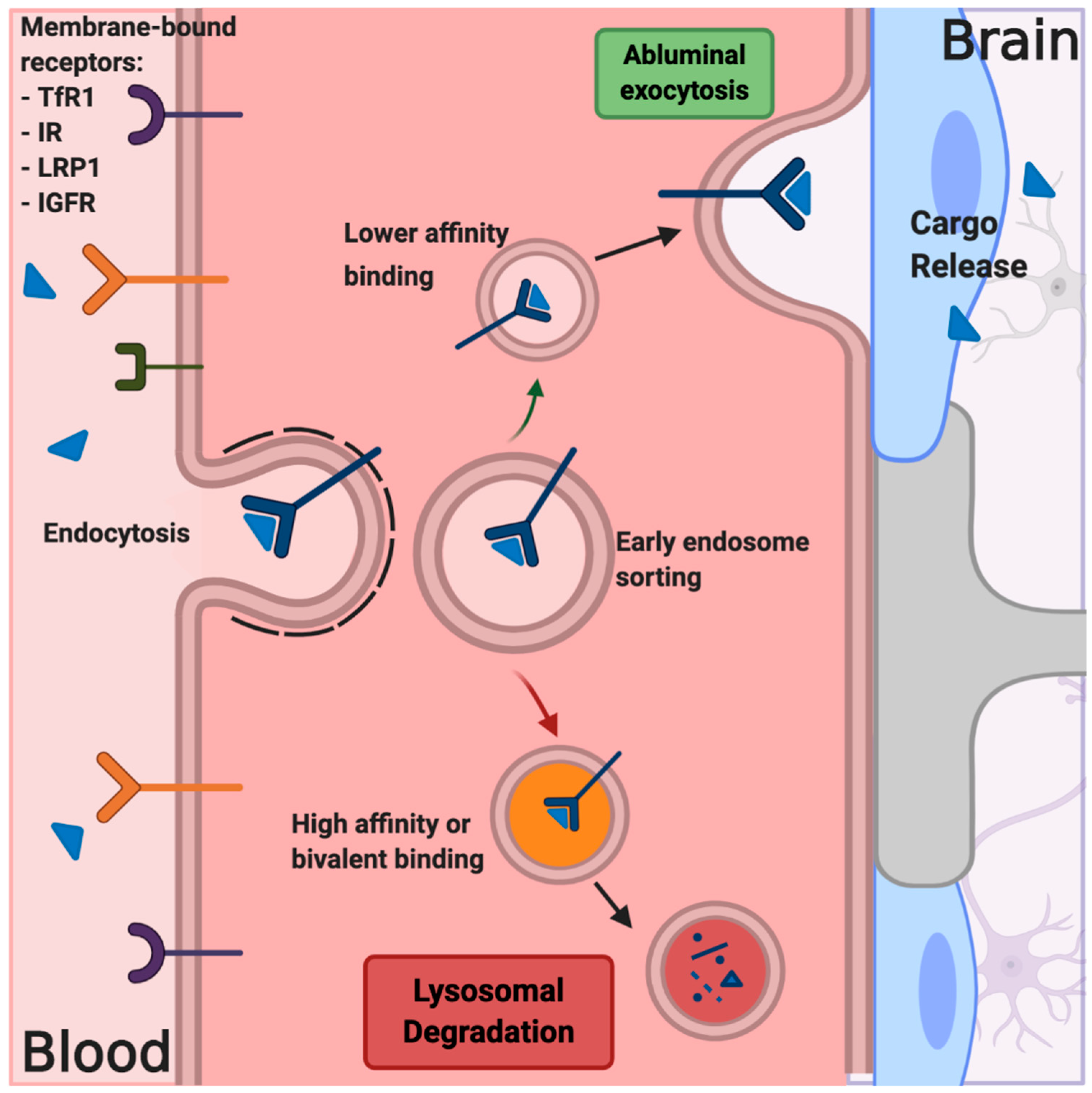 Pharmaceutics 12 01205 g005
